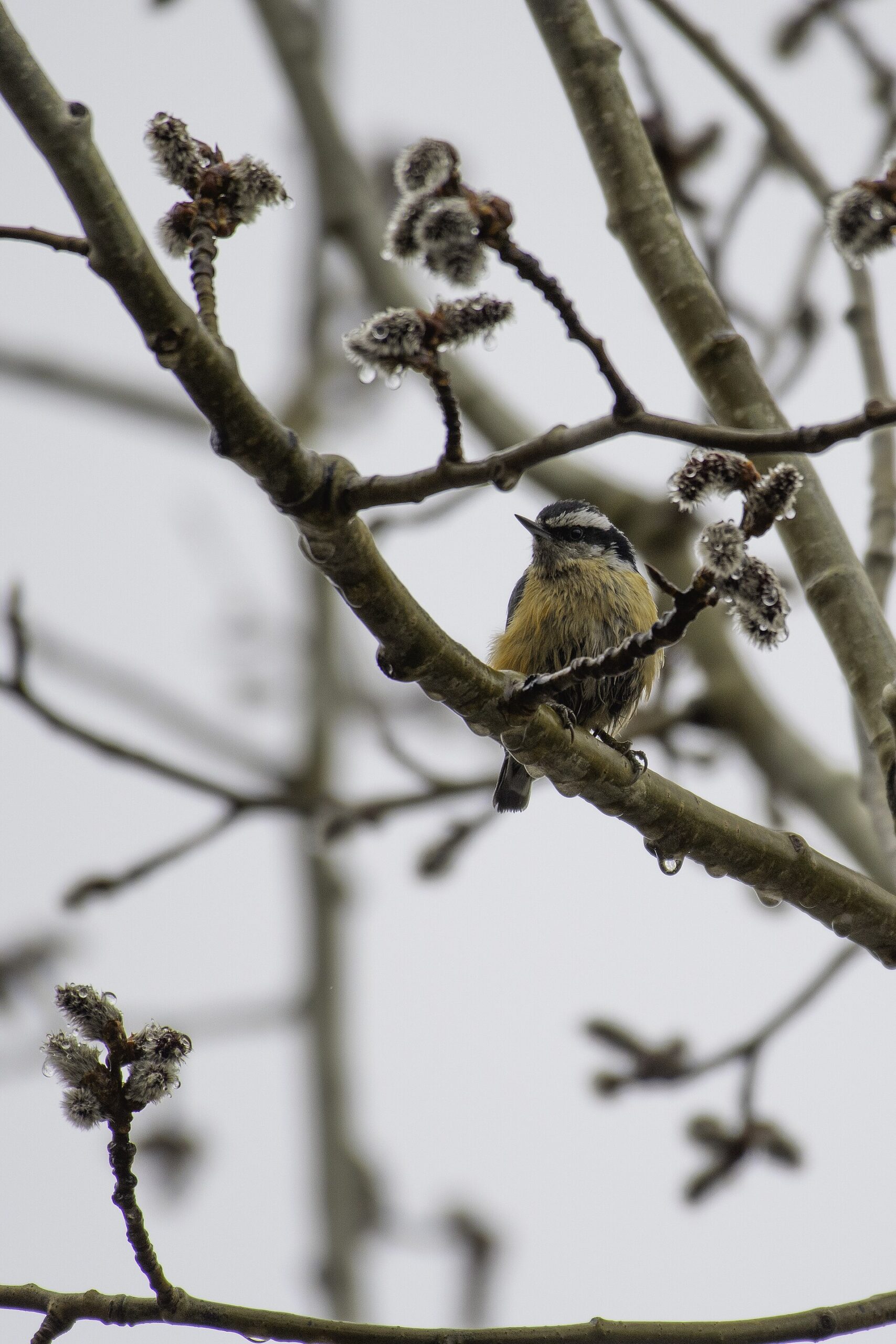 Red-breasted Nuthatch