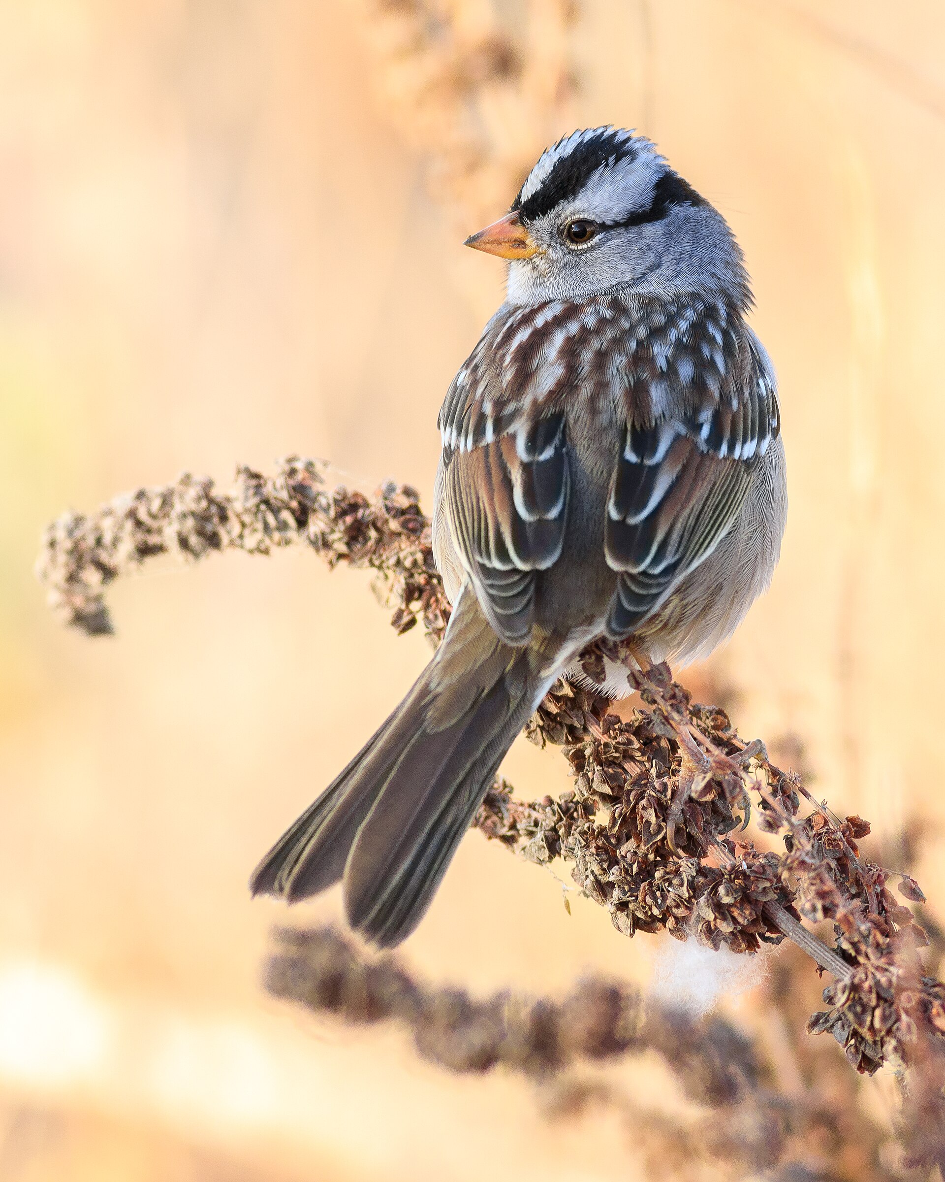 White-crowned Sparrow