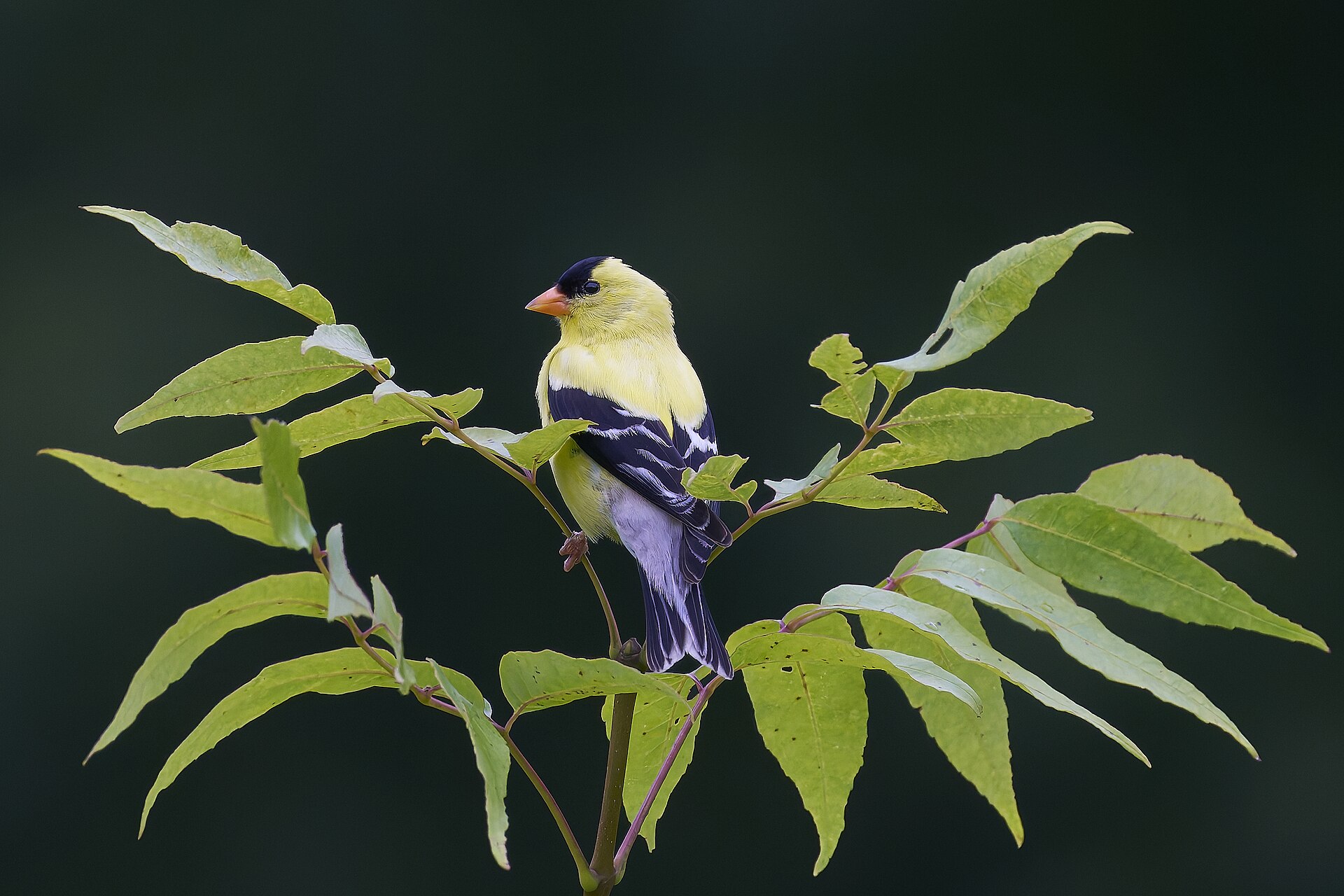 American Goldfinch