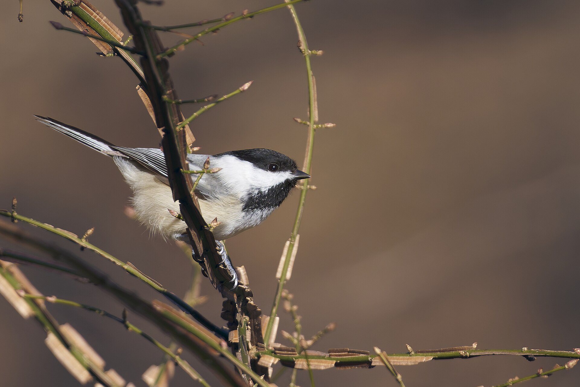 Black-capped Chickadee