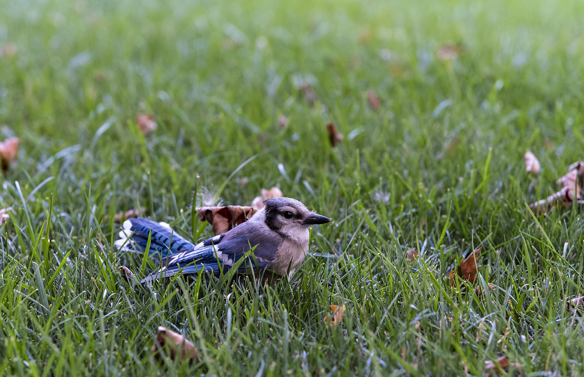 Blue Jay
