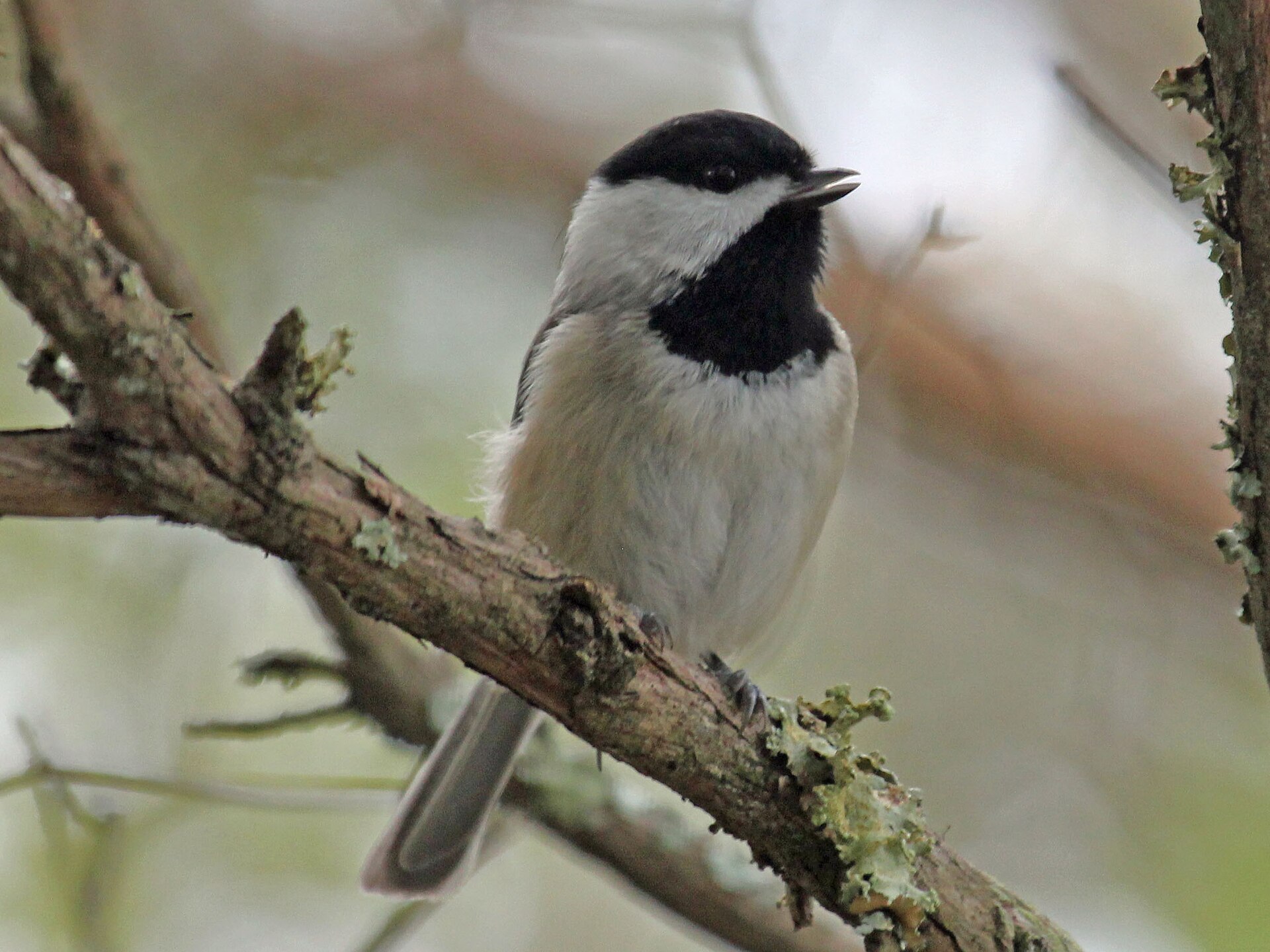 Carolina Chickadee
