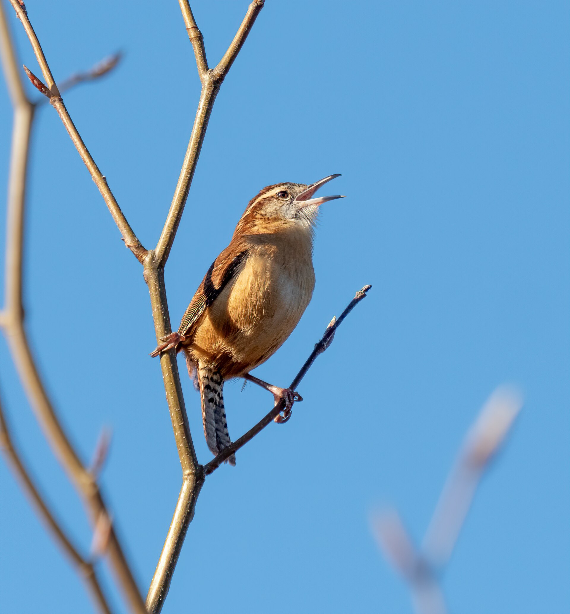 Carolina Wren
