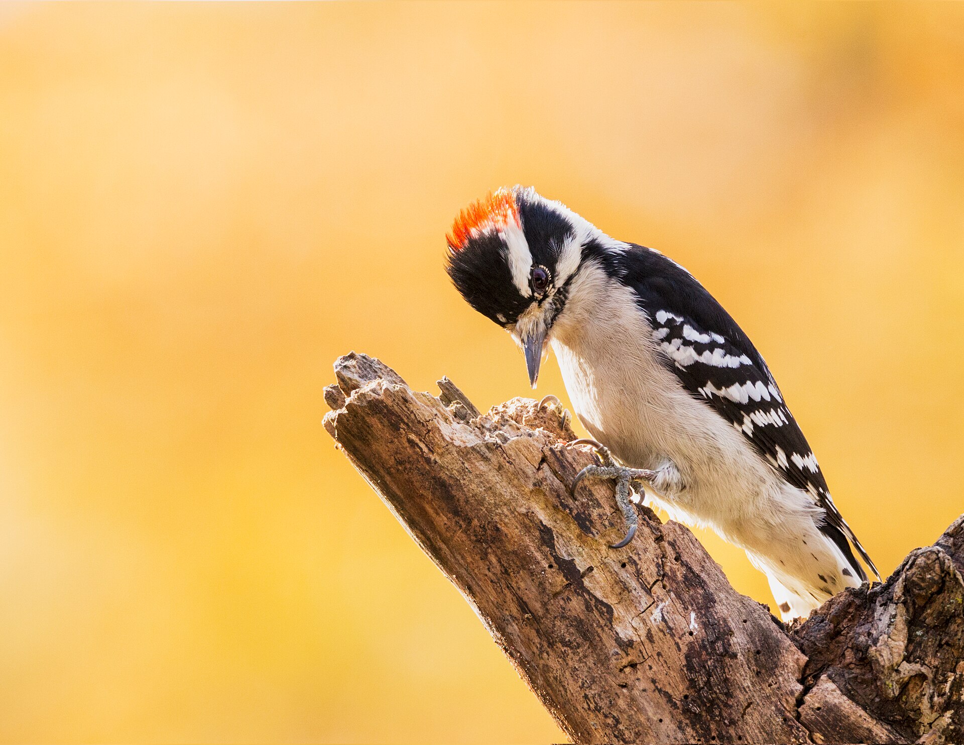 Downy Woodpecker