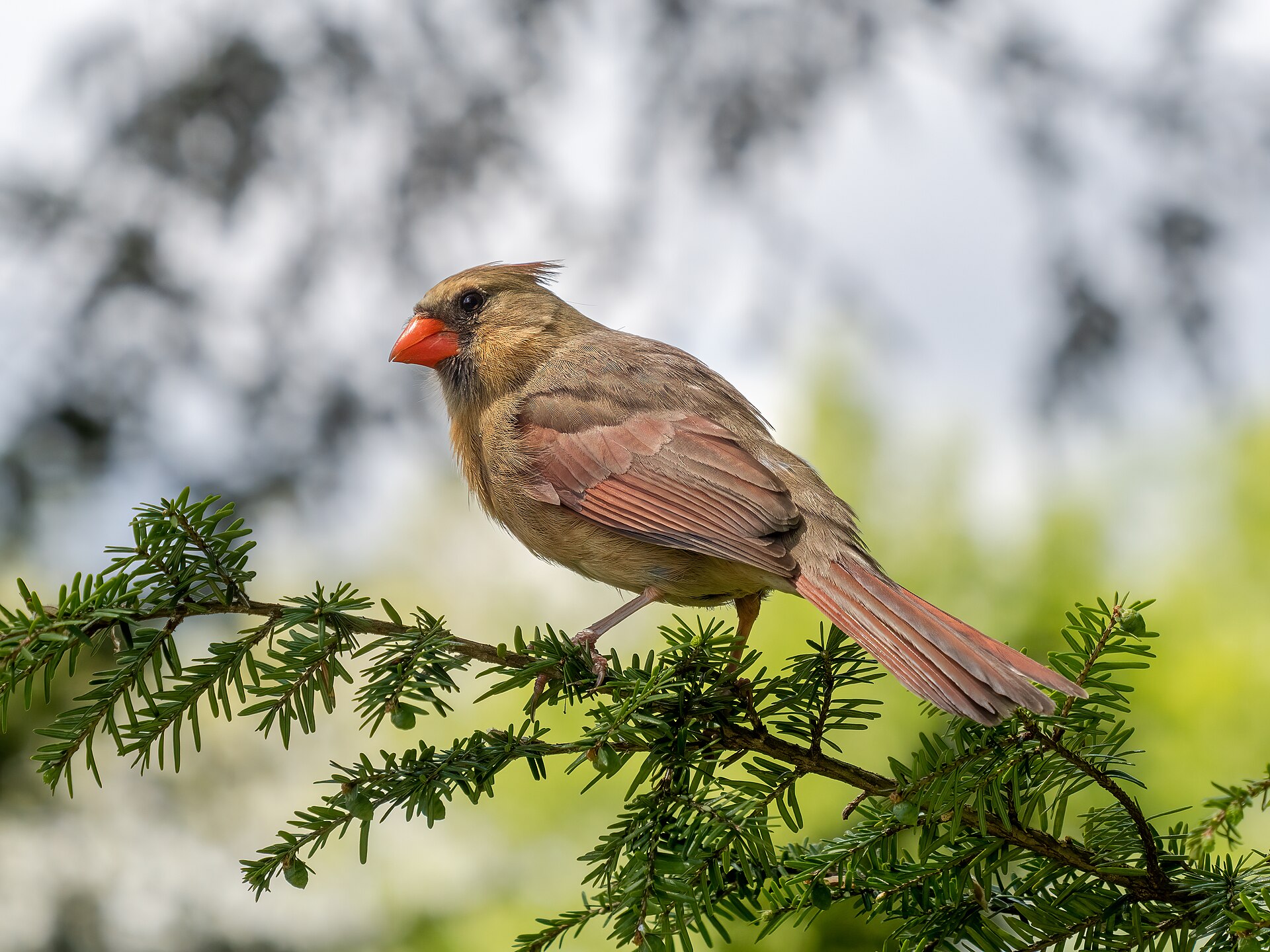 Northern Cardinal