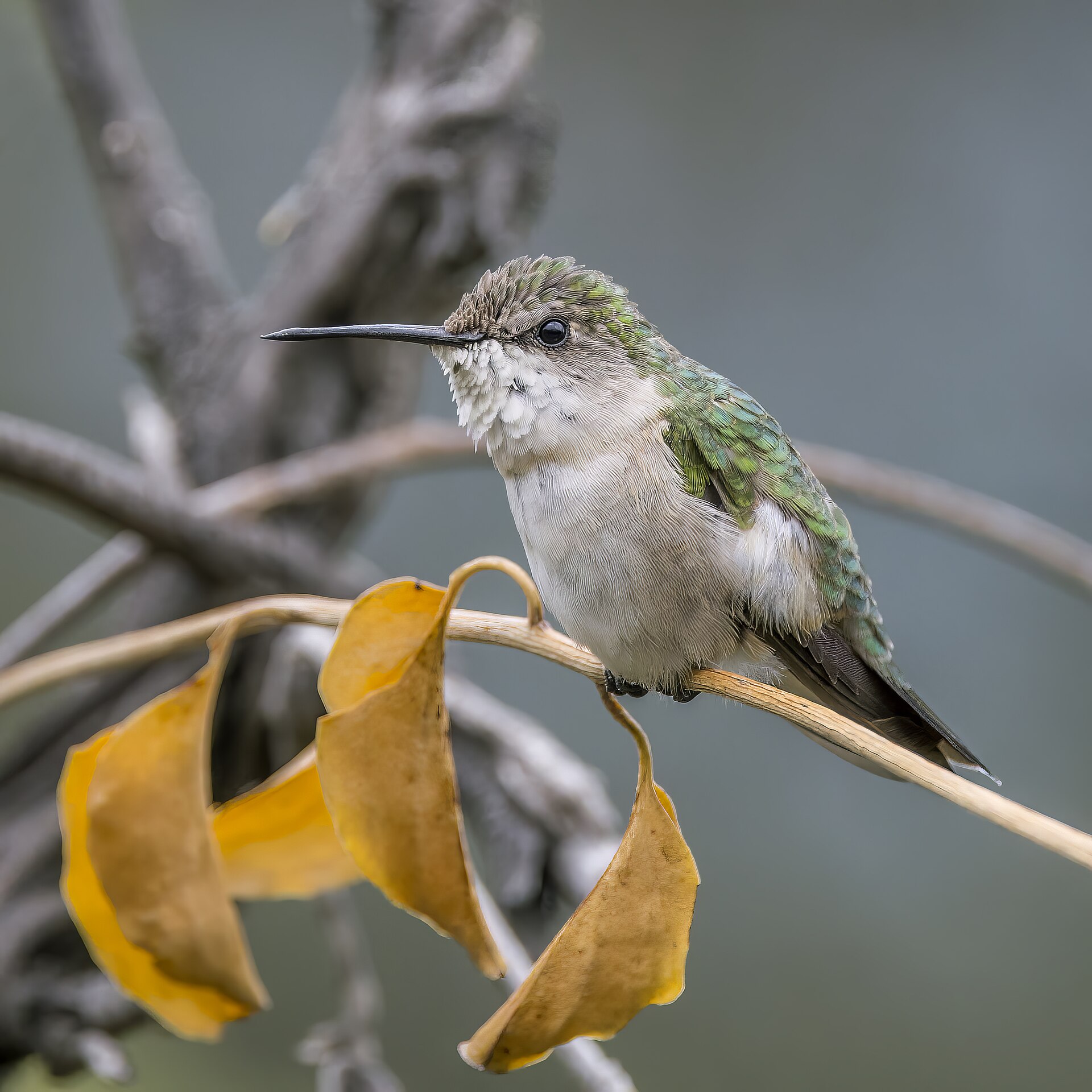 Ruby-throated Hummingbird