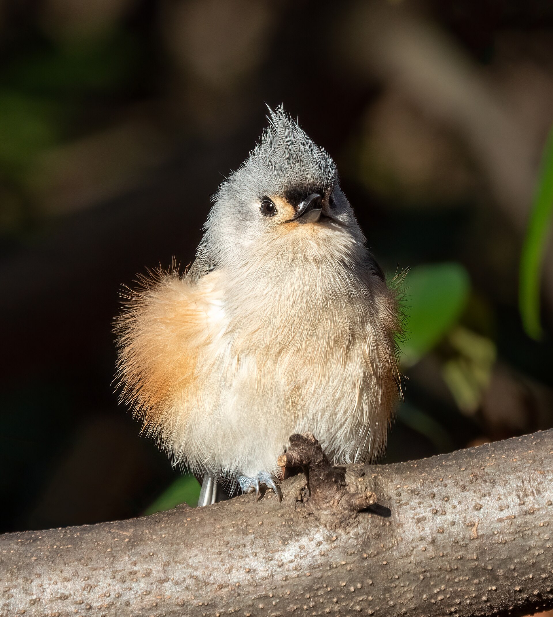 Tufted Titmouse