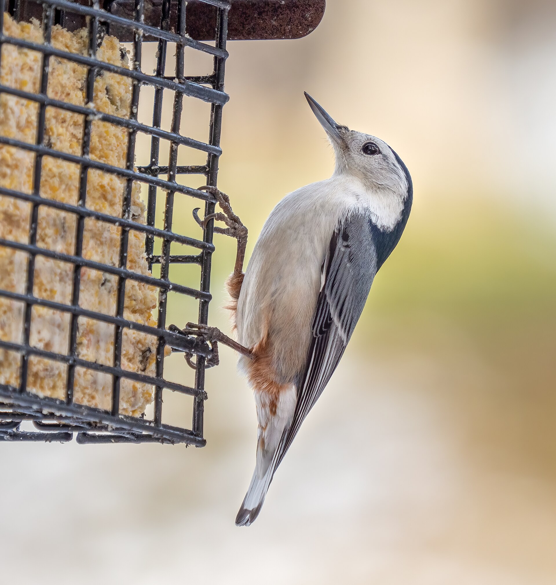 White-breasted Nuthatch