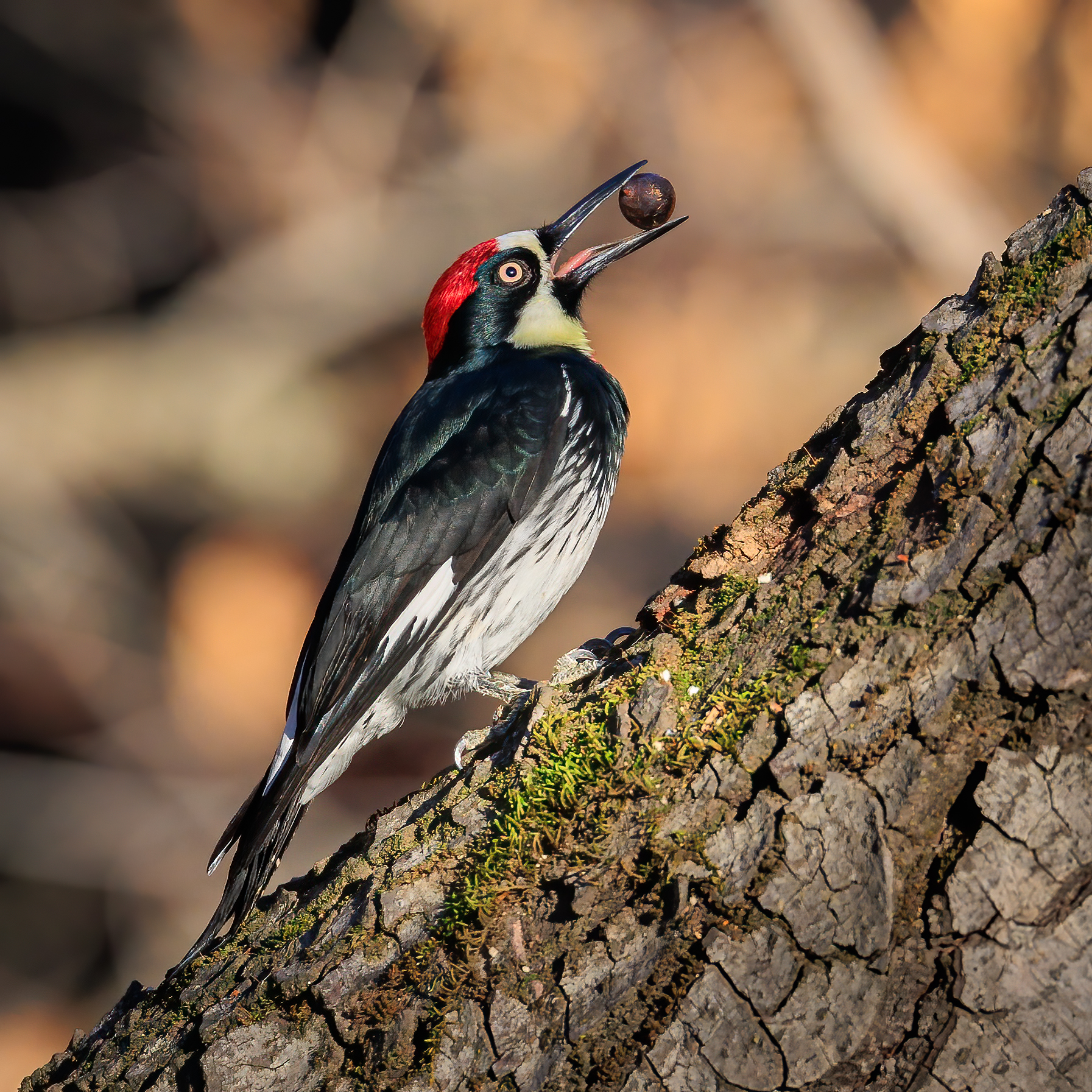 Acorn Woodpecker