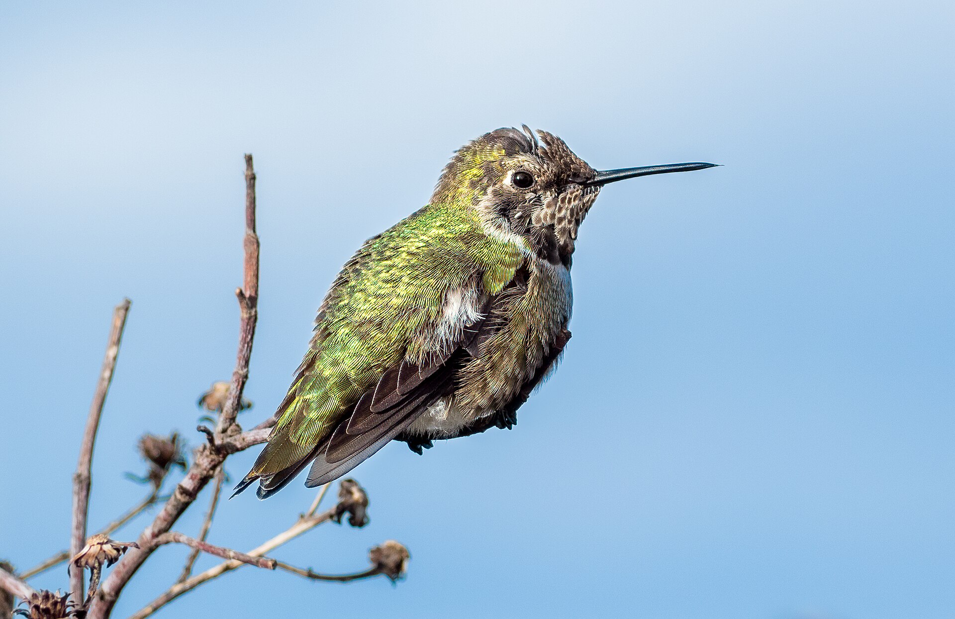 Anna's Hummingbird