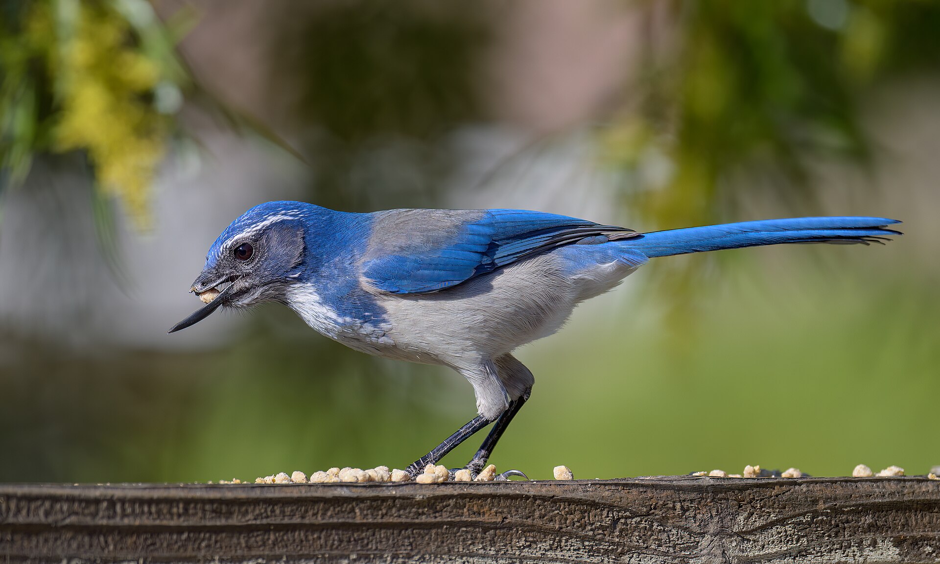 California Scrub-Jay