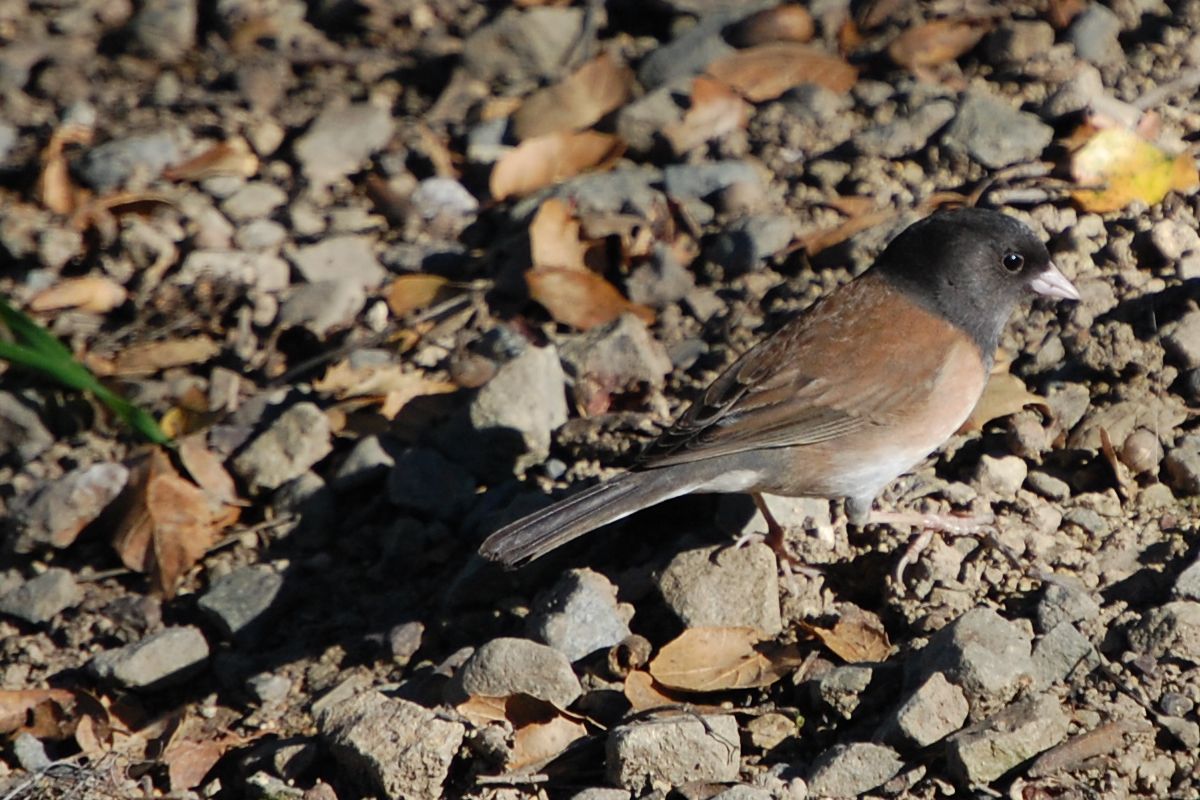 Dark-eyed Junco