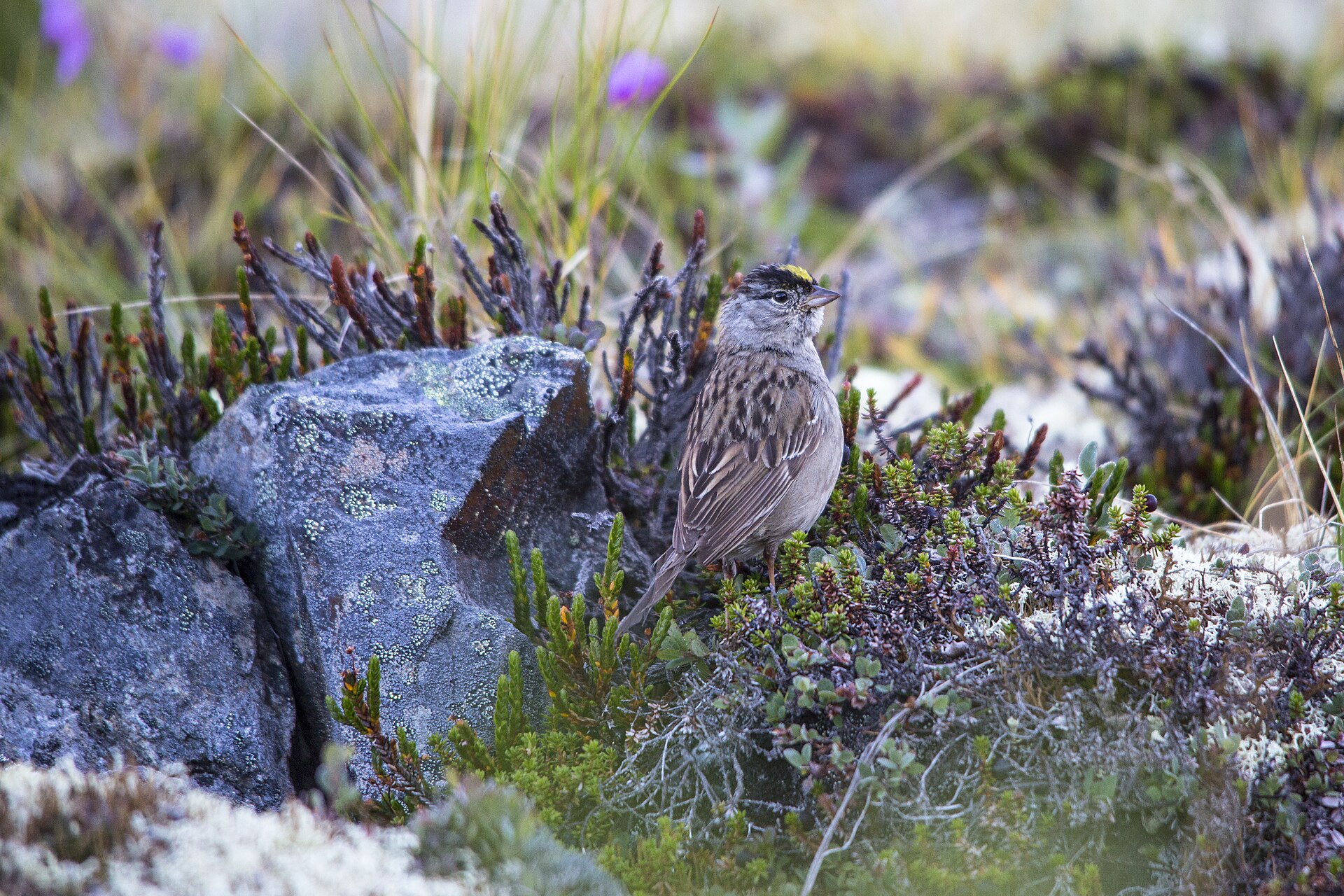 Golden-crowned Sparrow