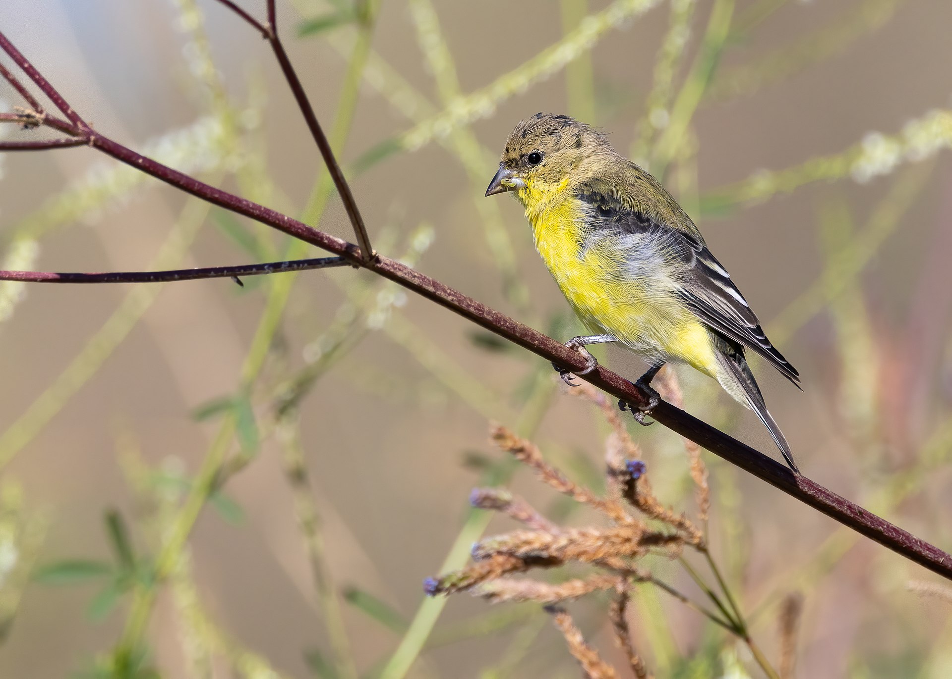 Lesser Goldfinch