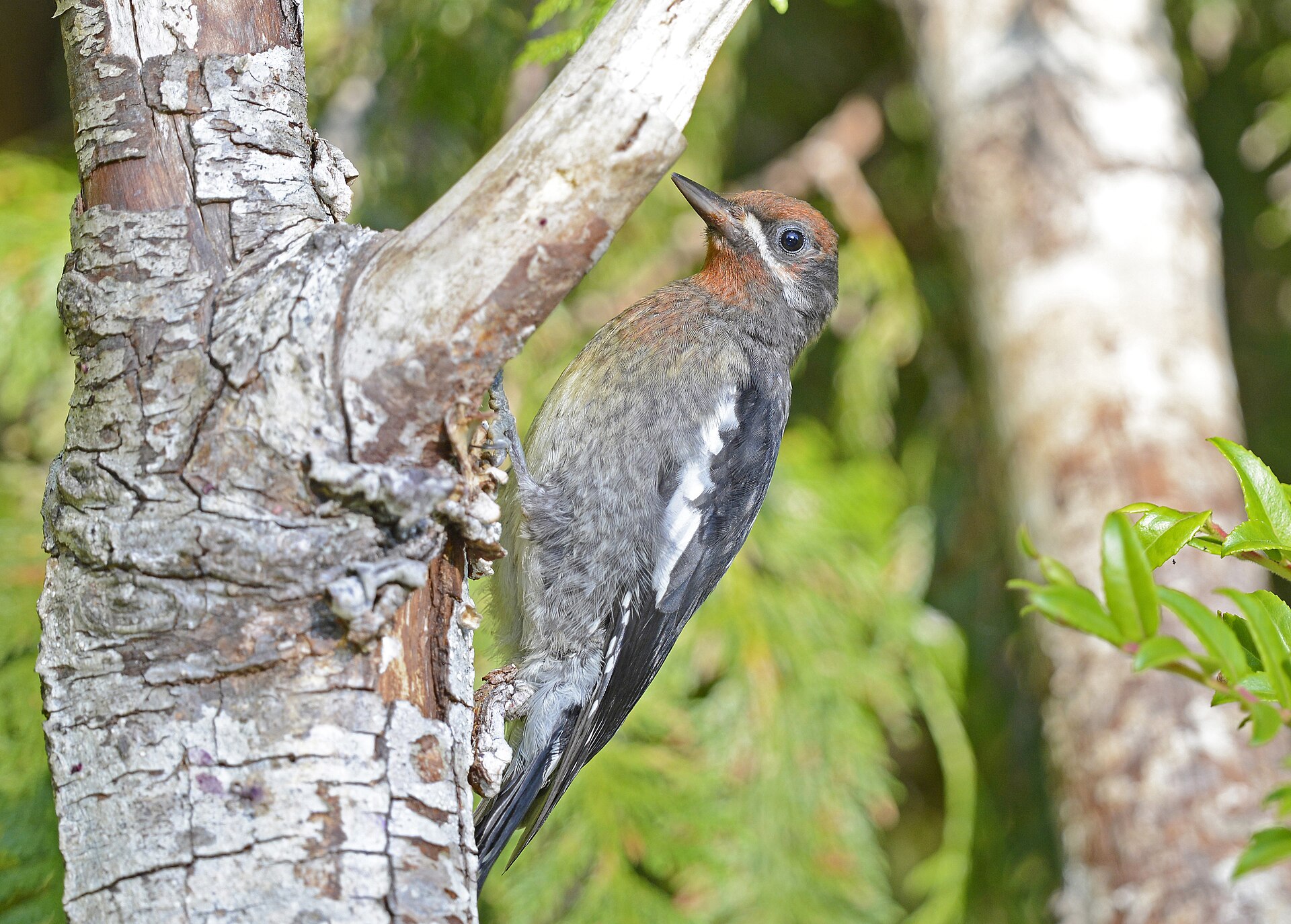 Red-breasted Sapsucker