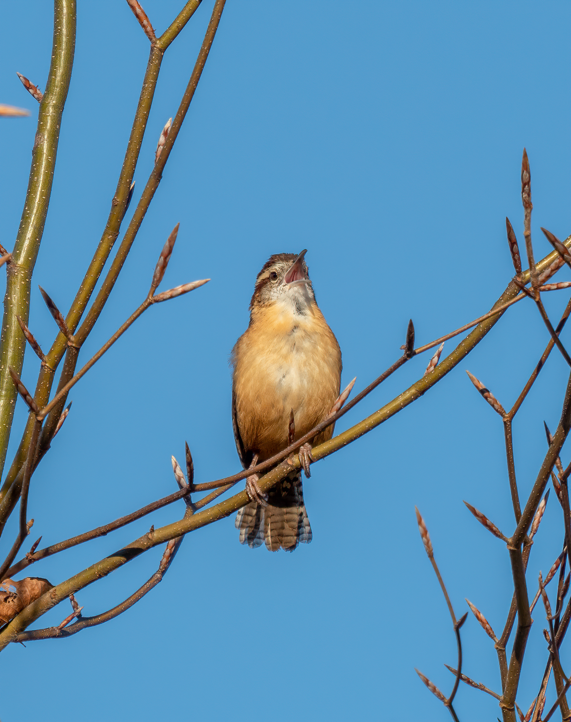 Carolina Wren