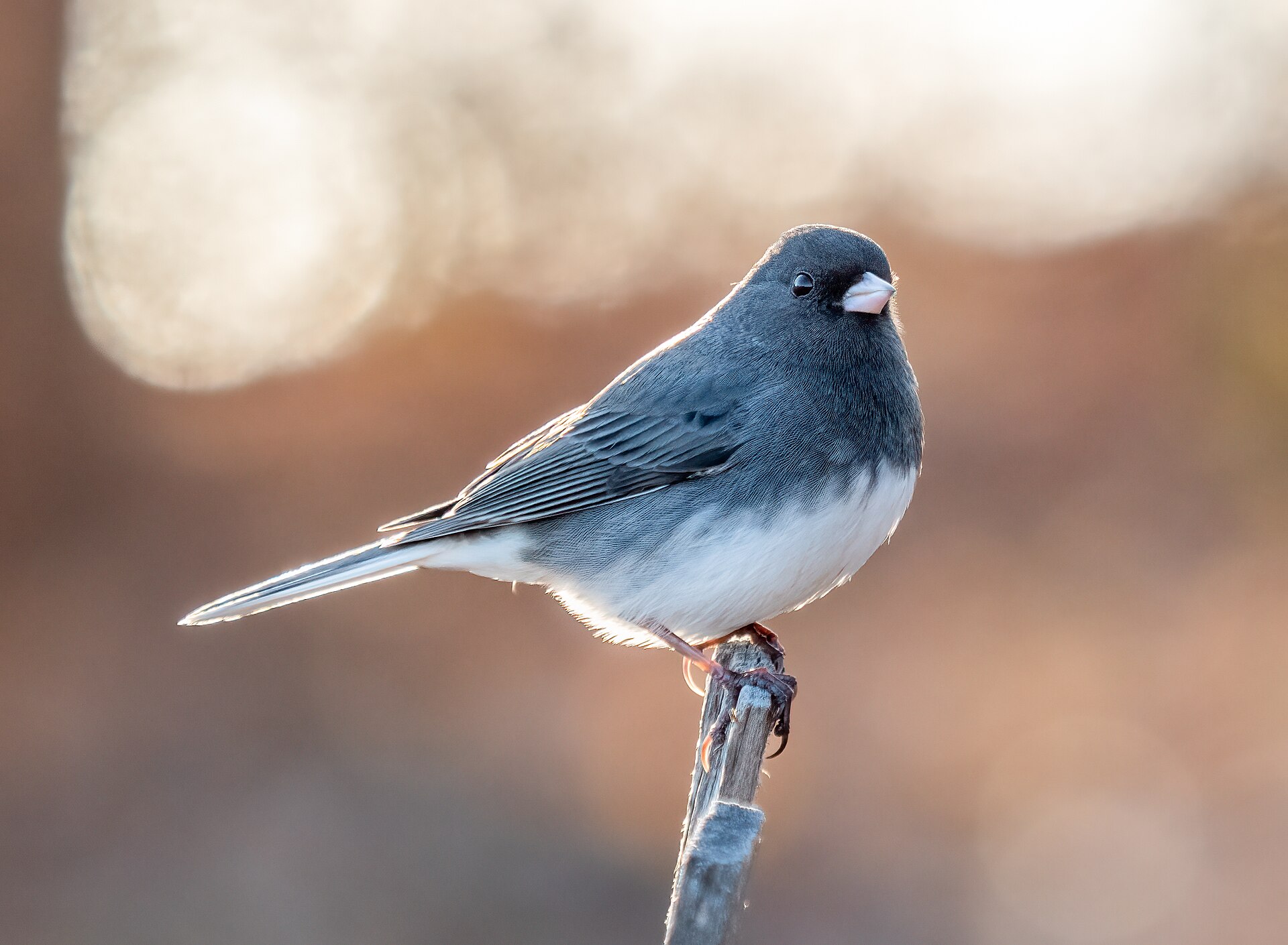 Dark-eyed Junco
