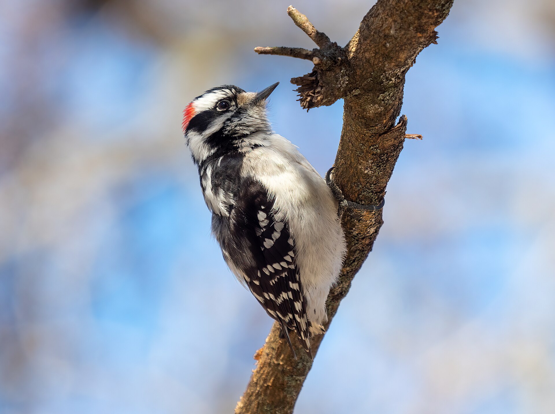 Downy Woodpecker