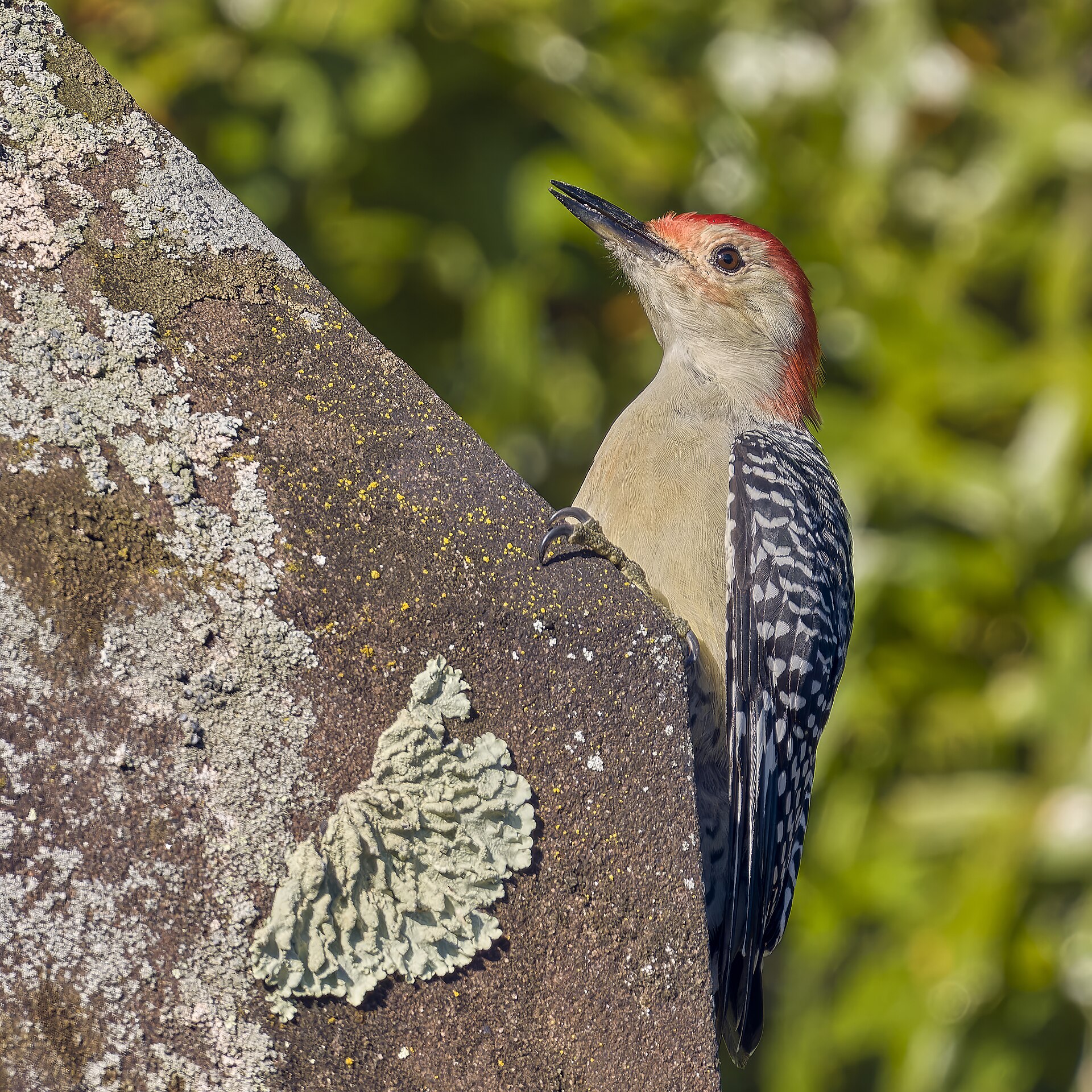 Red-bellied Woodpecker