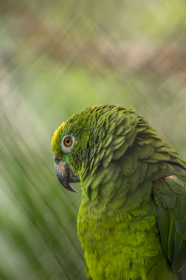 Vibrant green parrot in a natural setting, captured in Colombia's lush environment.