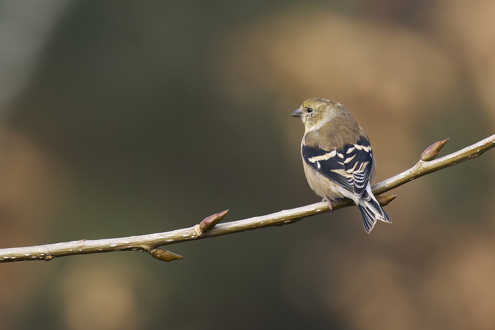 American Goldfinch