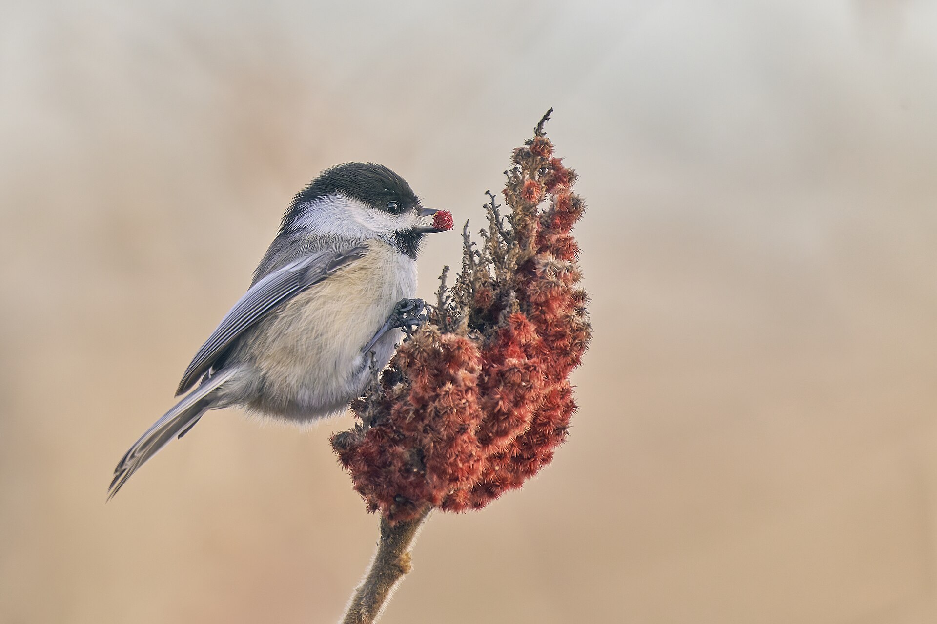Black-capped Chickadee