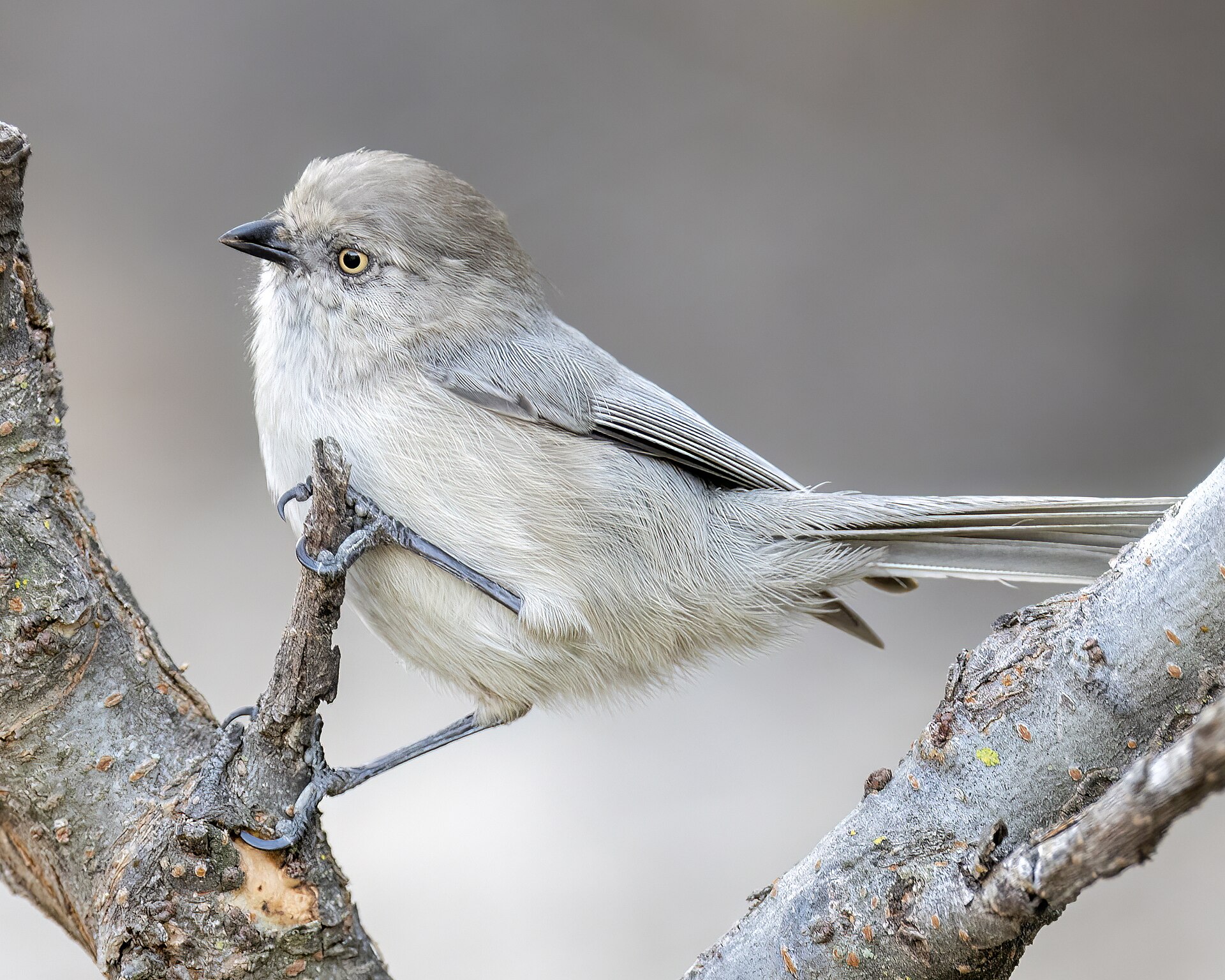 Bushtit