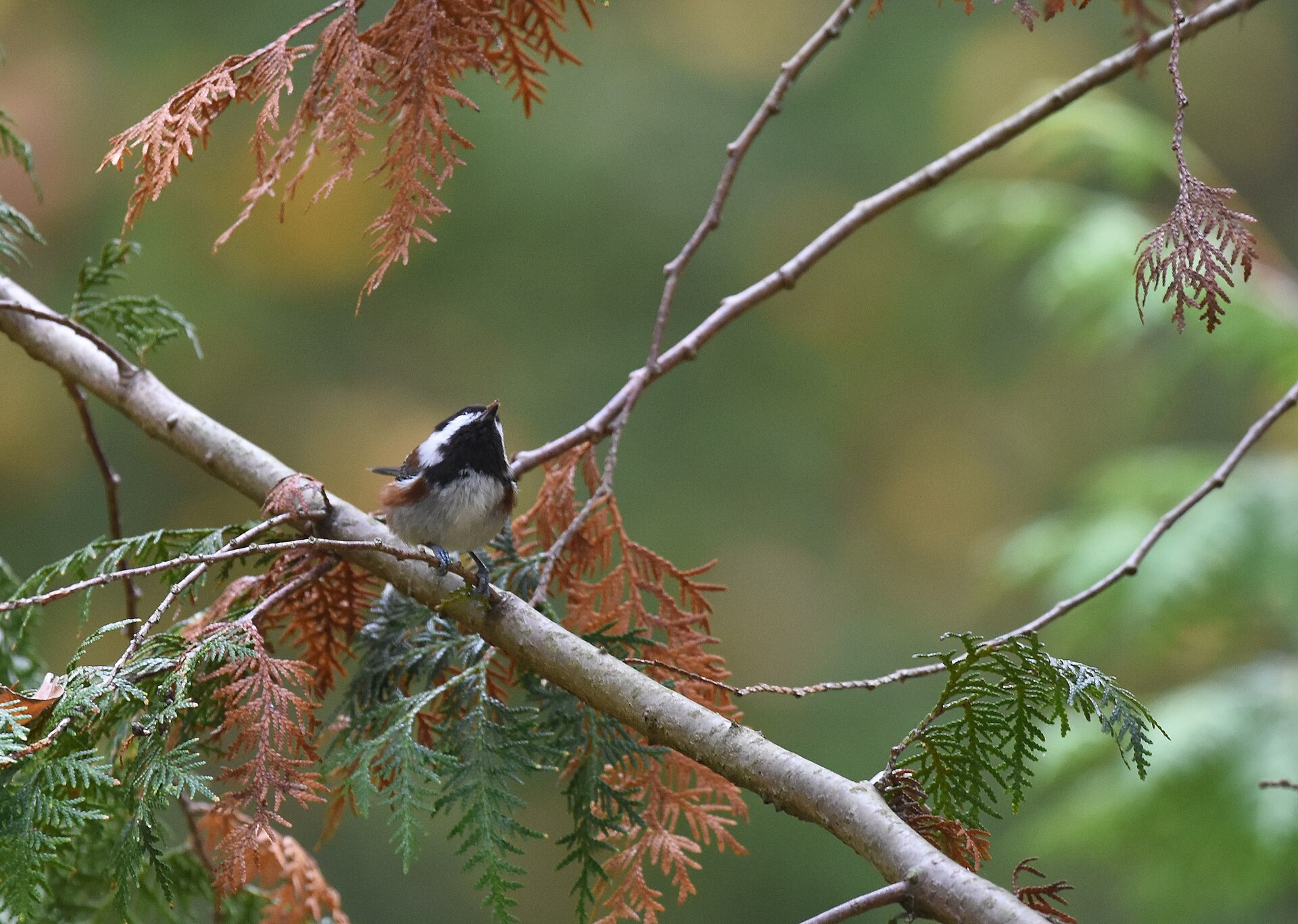 Chestnut-backed Chickadee