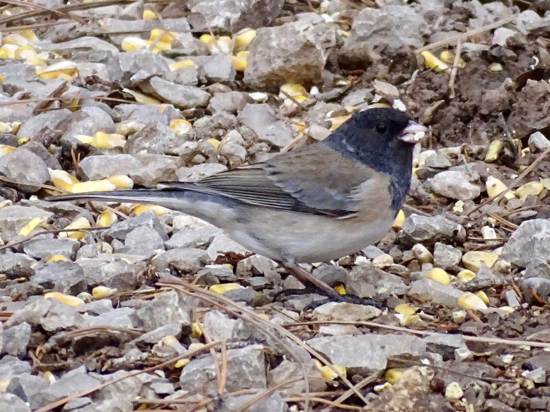 Dark-eyed Junco