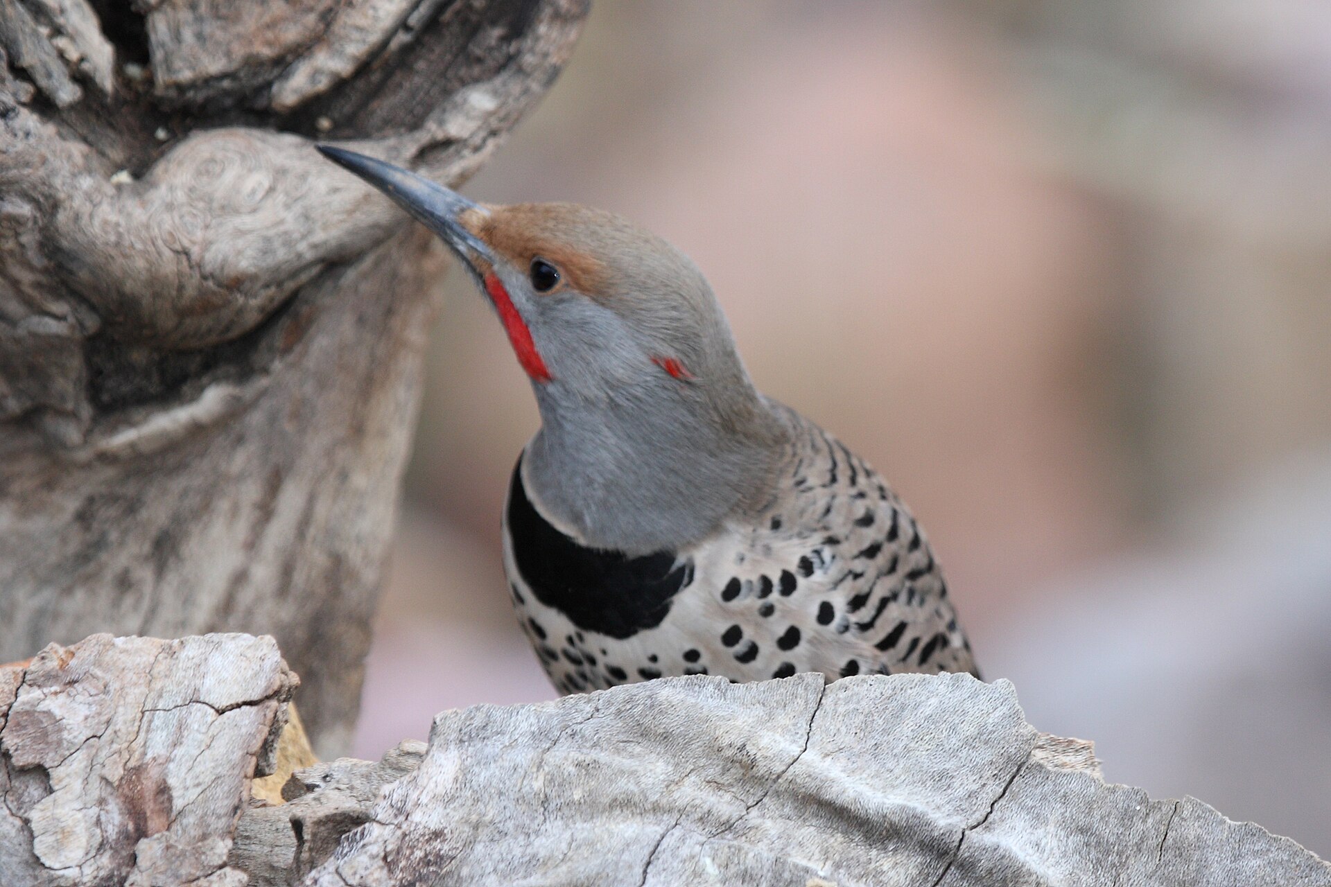Northern Flicker