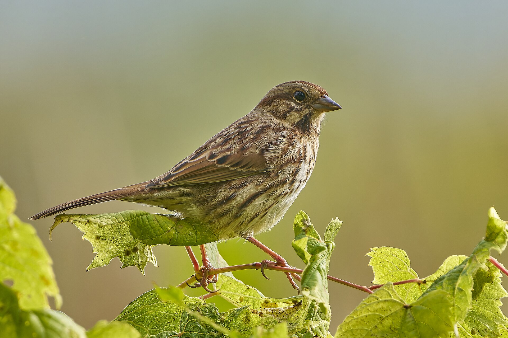 Song Sparrow