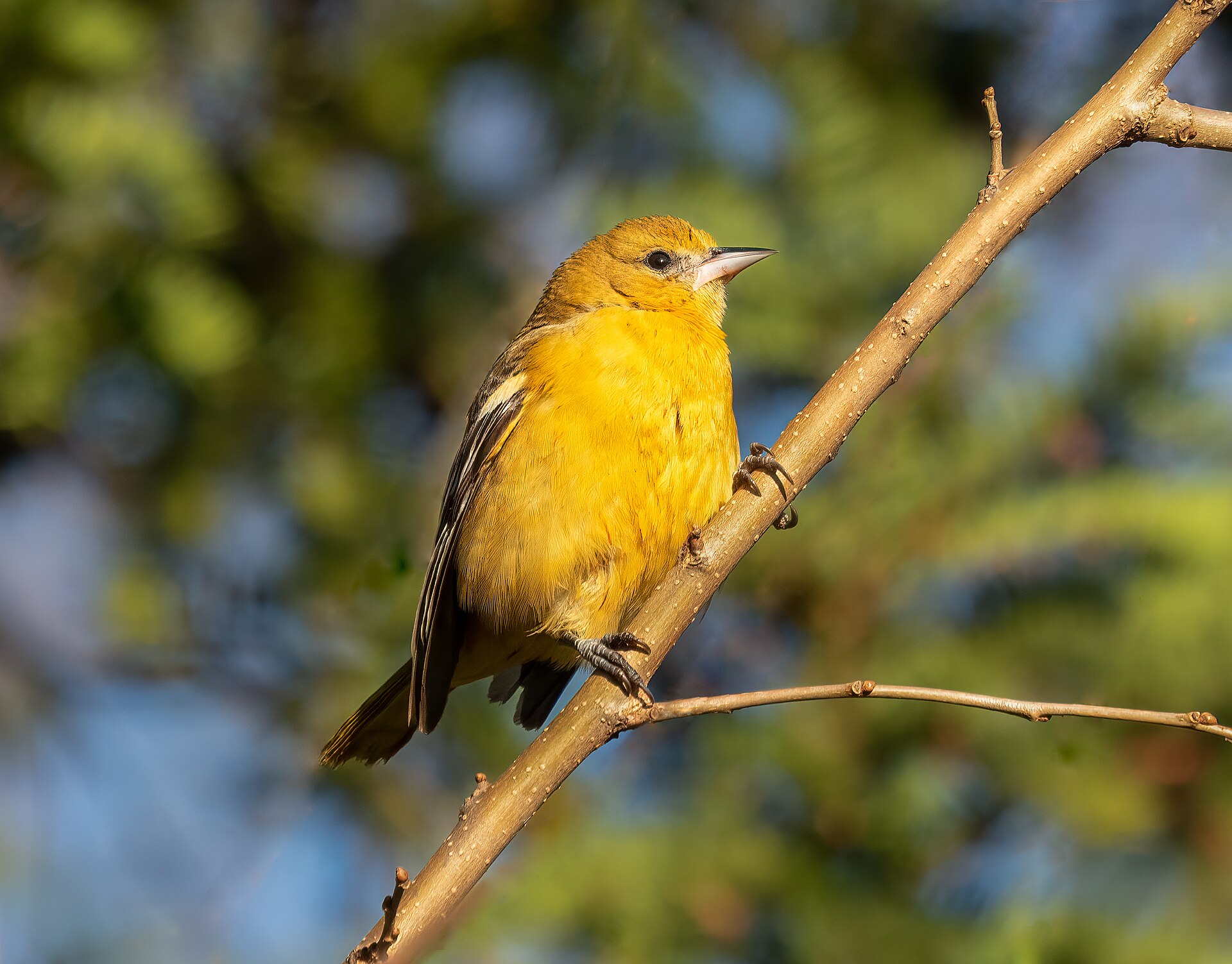 Baltimore Oriole