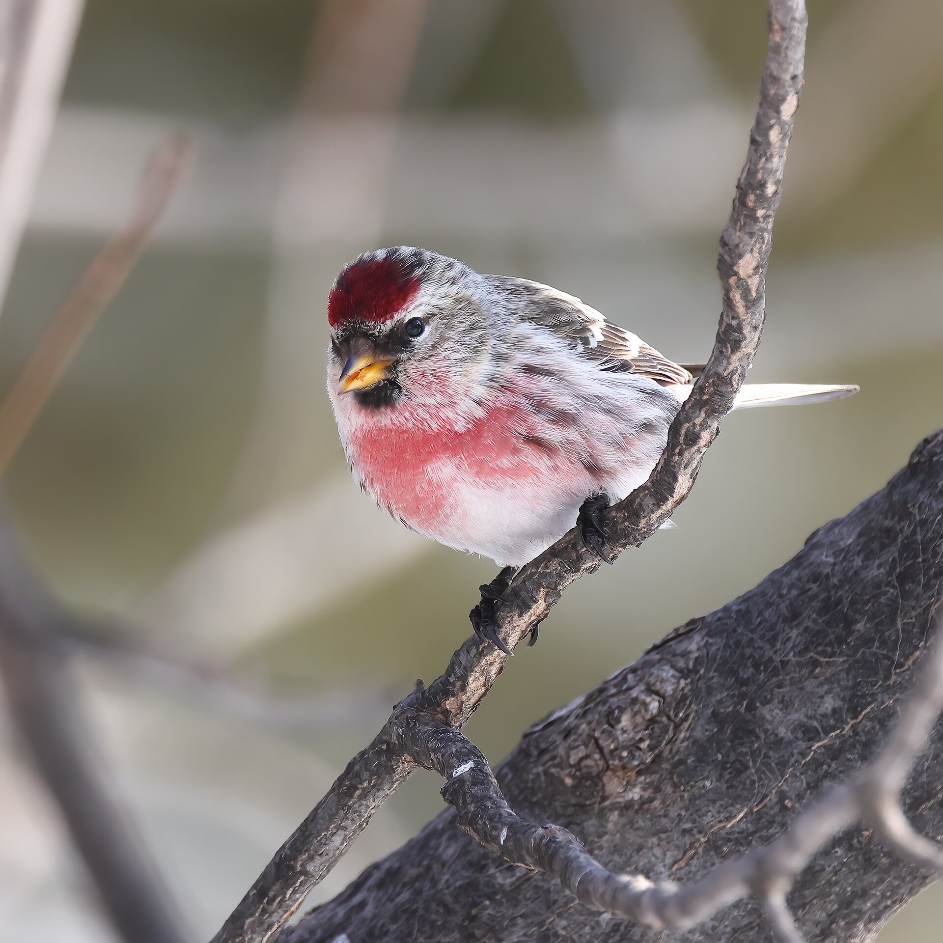 Common Redpoll