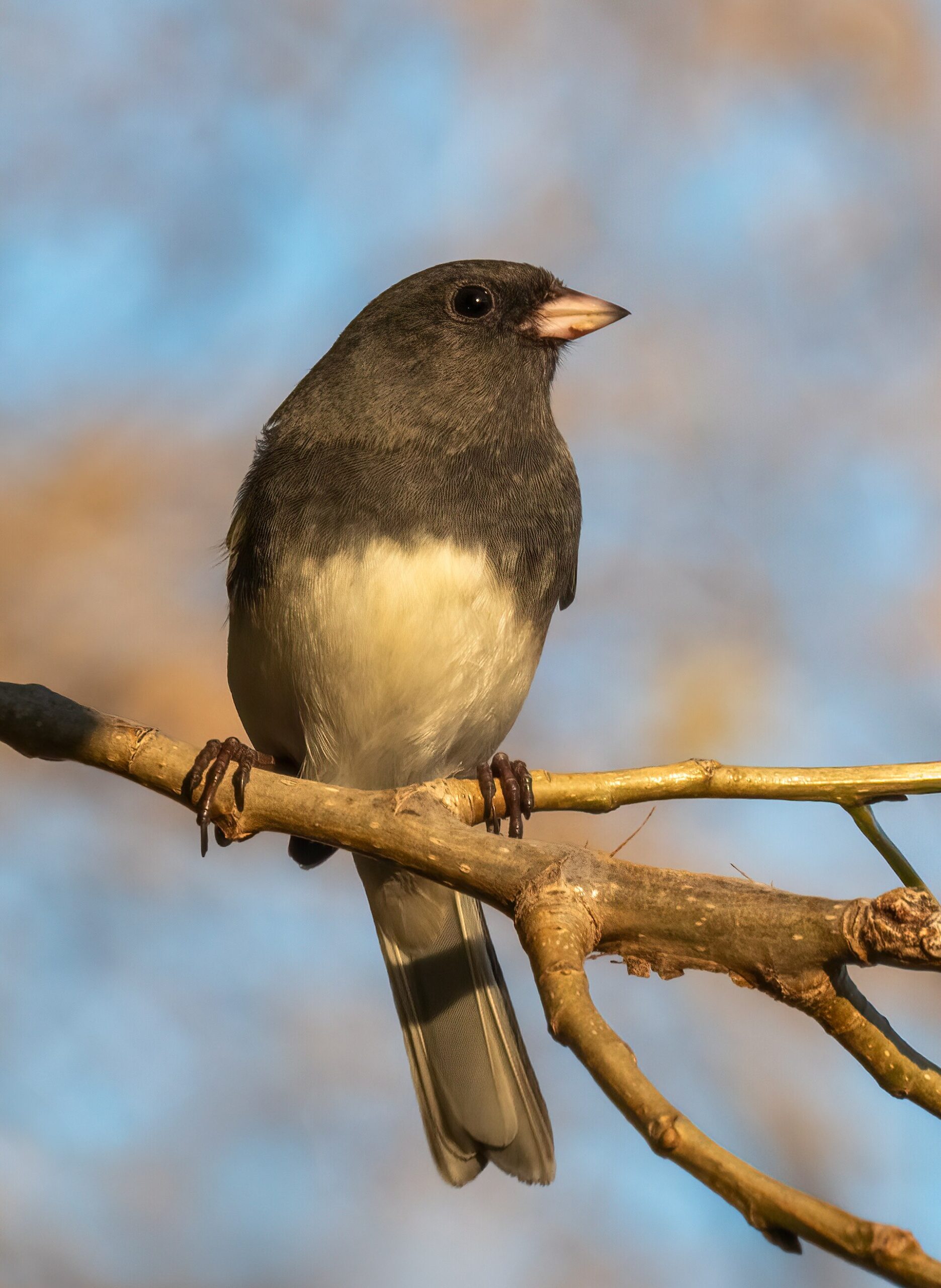 Dark-eyed Junco