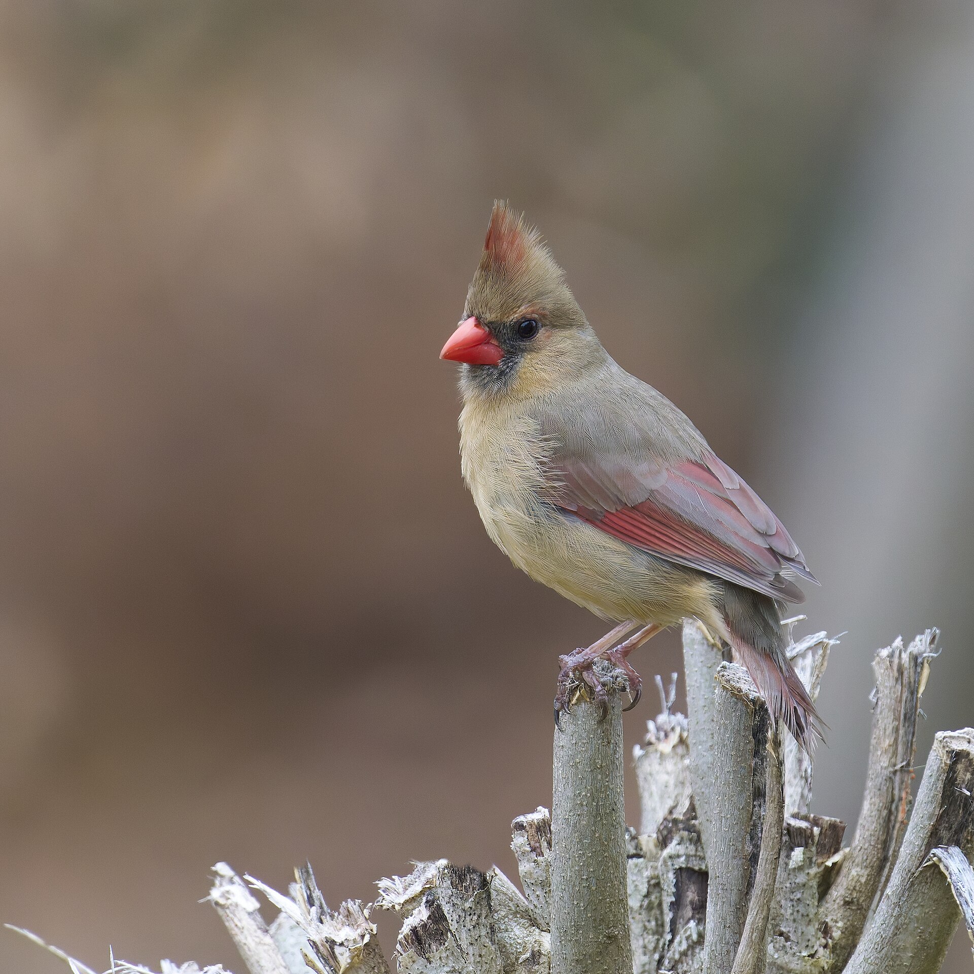 Northern Cardinal