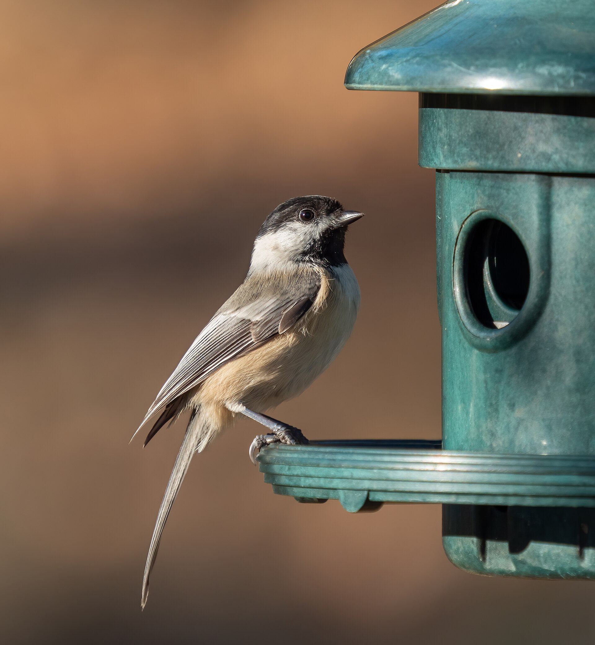 Black-capped Chickadee