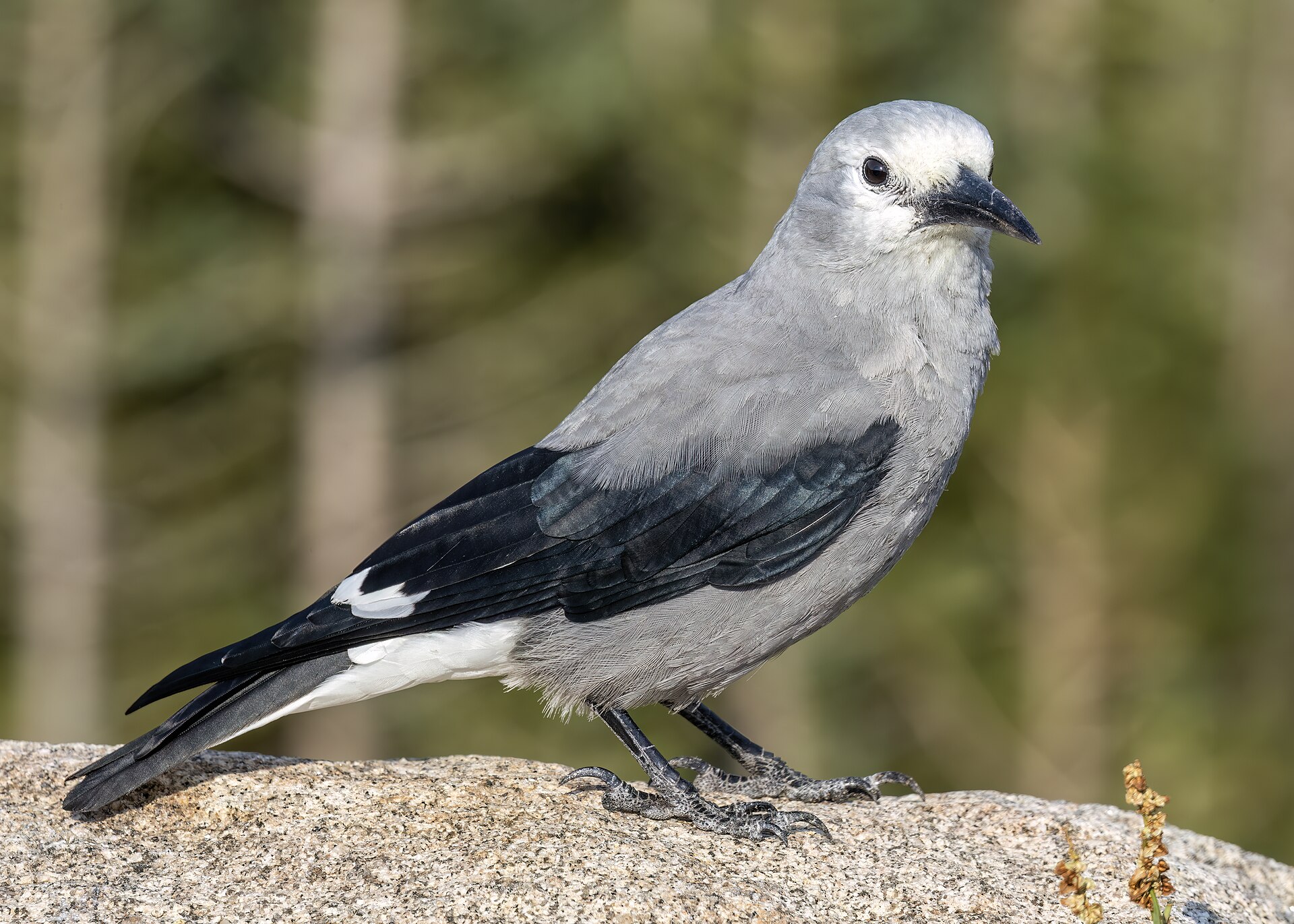 Clark's Nutcracker