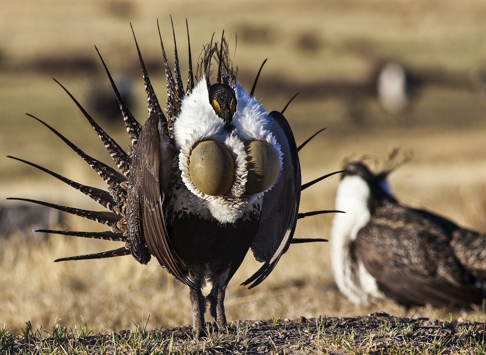 Greater Sage-Grouse