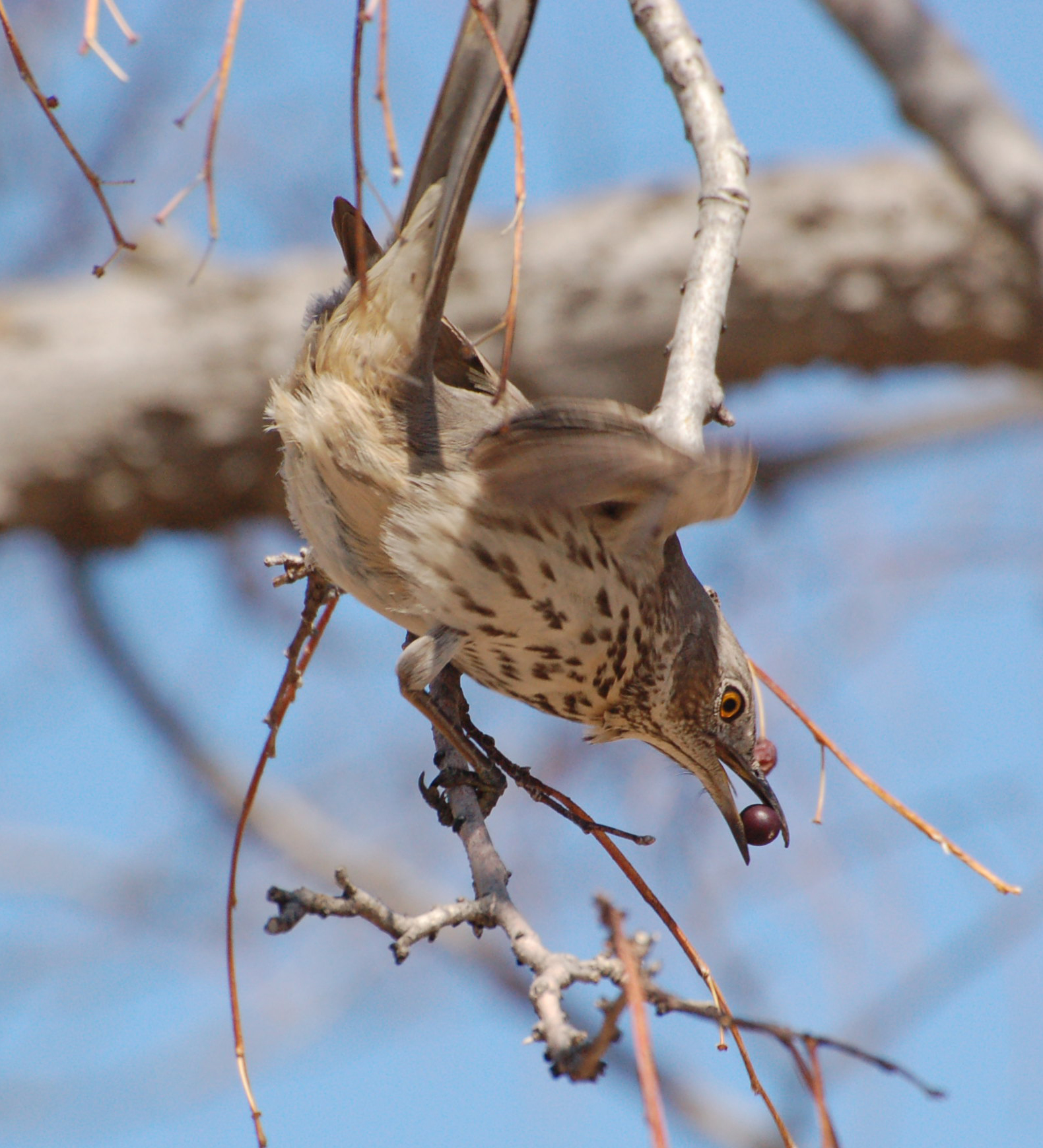 Sage Thrasher