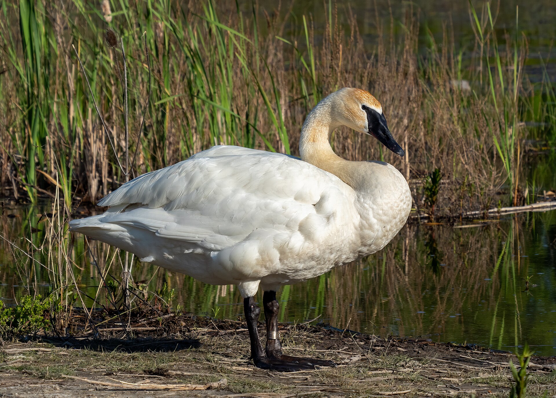 Trumpeter Swan