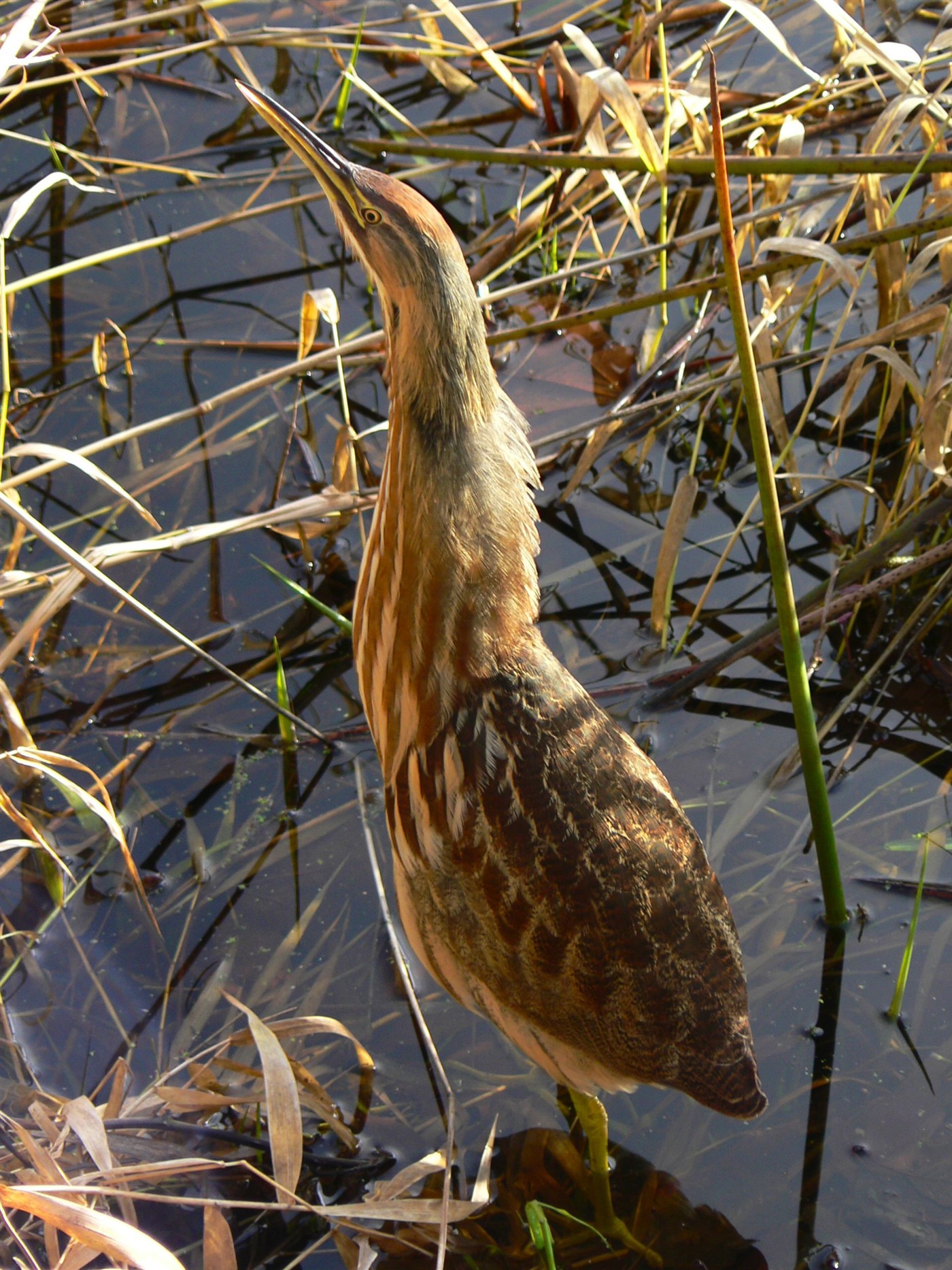 American Bittern standing among reeds with its bill pointed skyward, streaked brown plumage blending into the vegetation