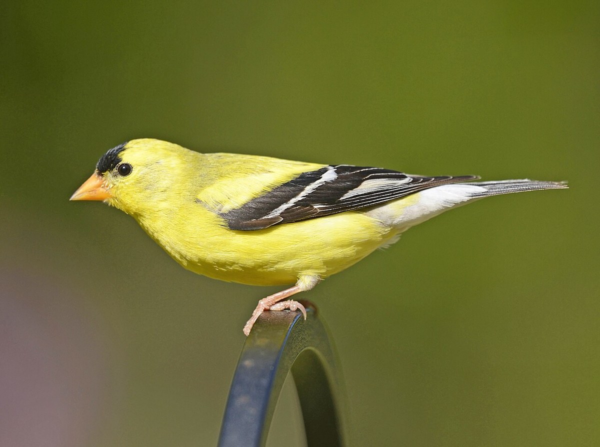 Male American Goldfinch in bright yellow breeding plumage with black cap and black wings perched on a metal hook