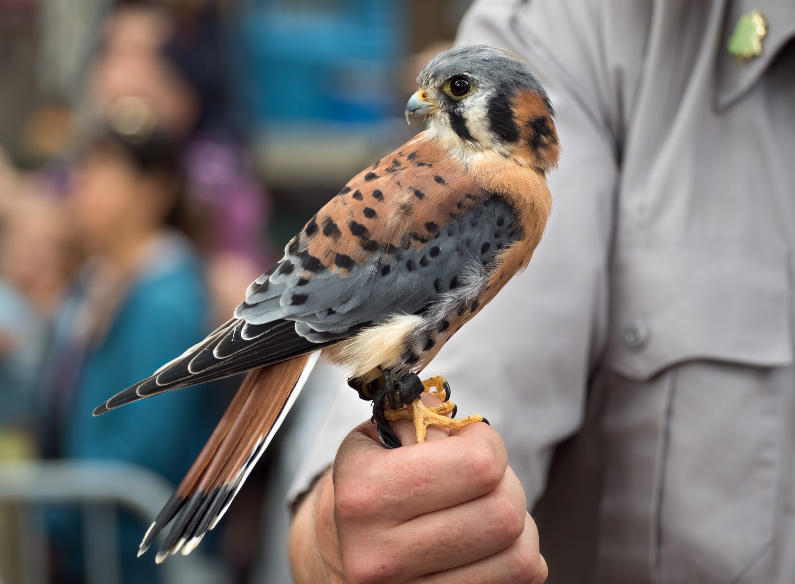 American Kestrel perched, showing rufous back and blue-gray wings