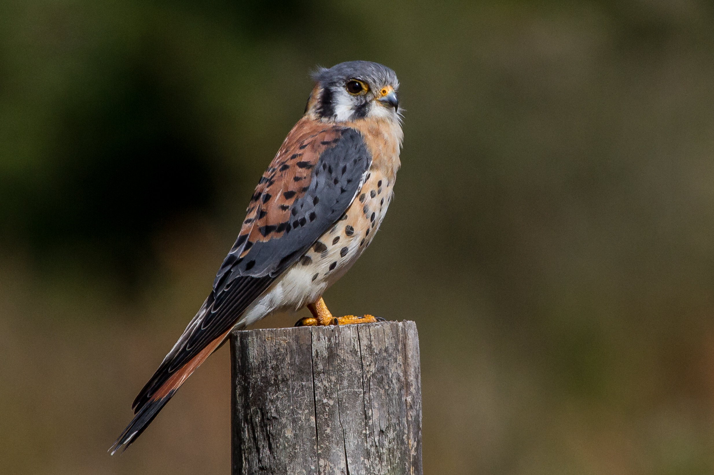 Male American Kestrel perched, showing rufous back, blue-gray wings, and double black facial stripes