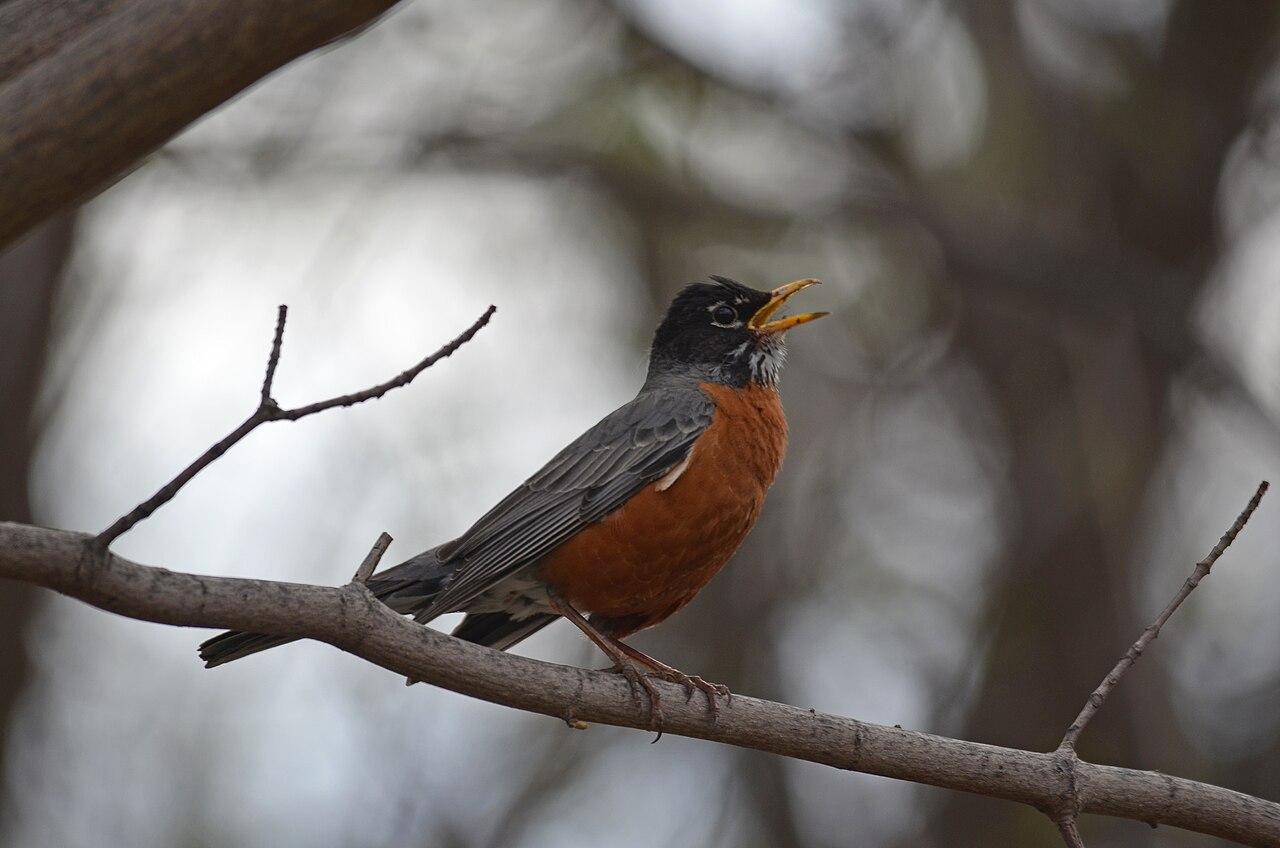 American Robin with orange breast and black head singing from a bare branch with beak wide open