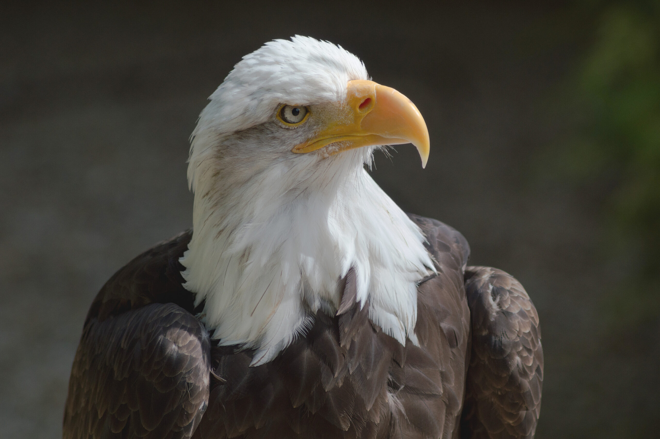 Bald Eagle with white head and tail contrasting dark brown body