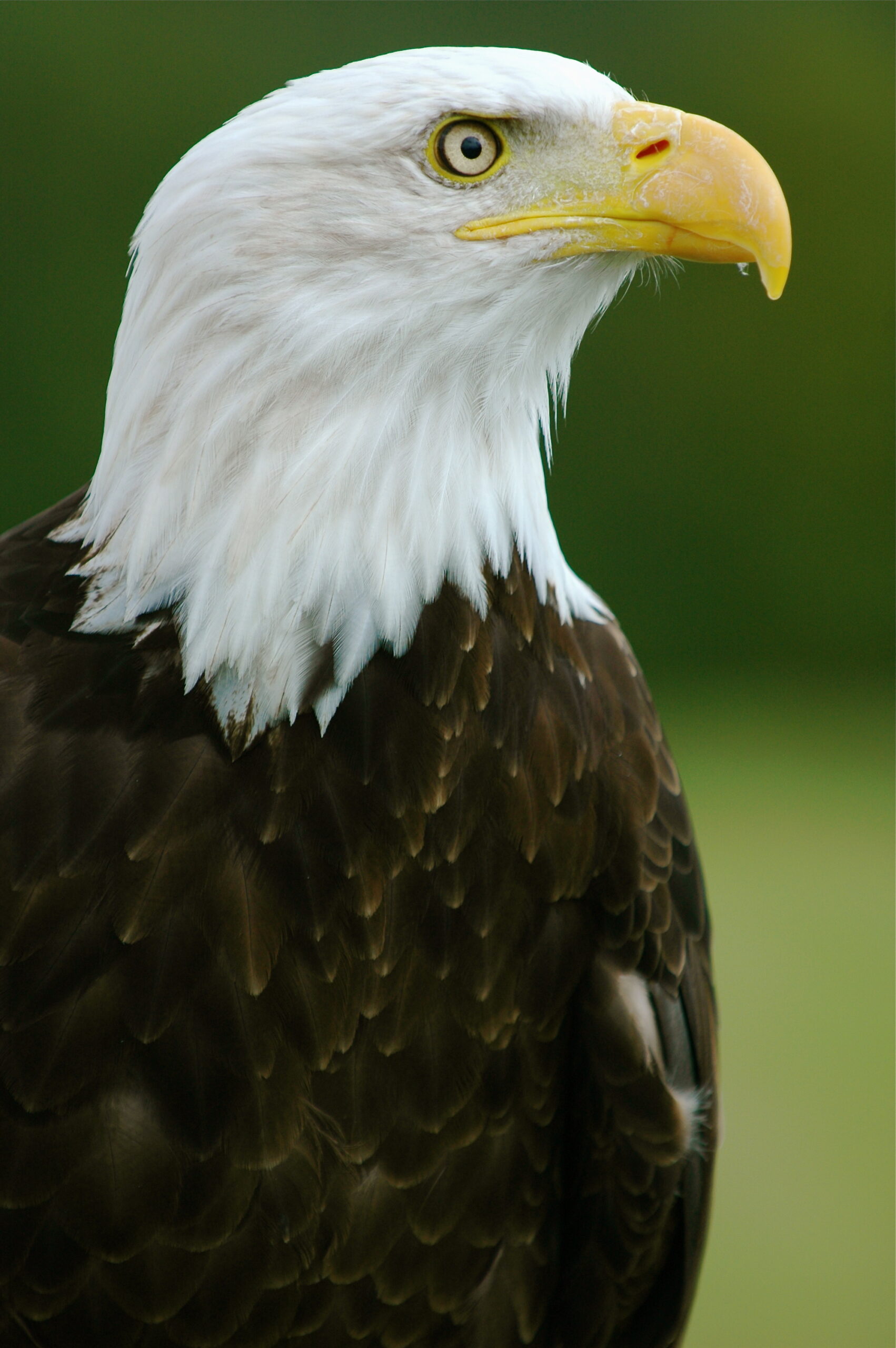 Adult Bald Eagle in close profile showing white head and yellow hooked bill