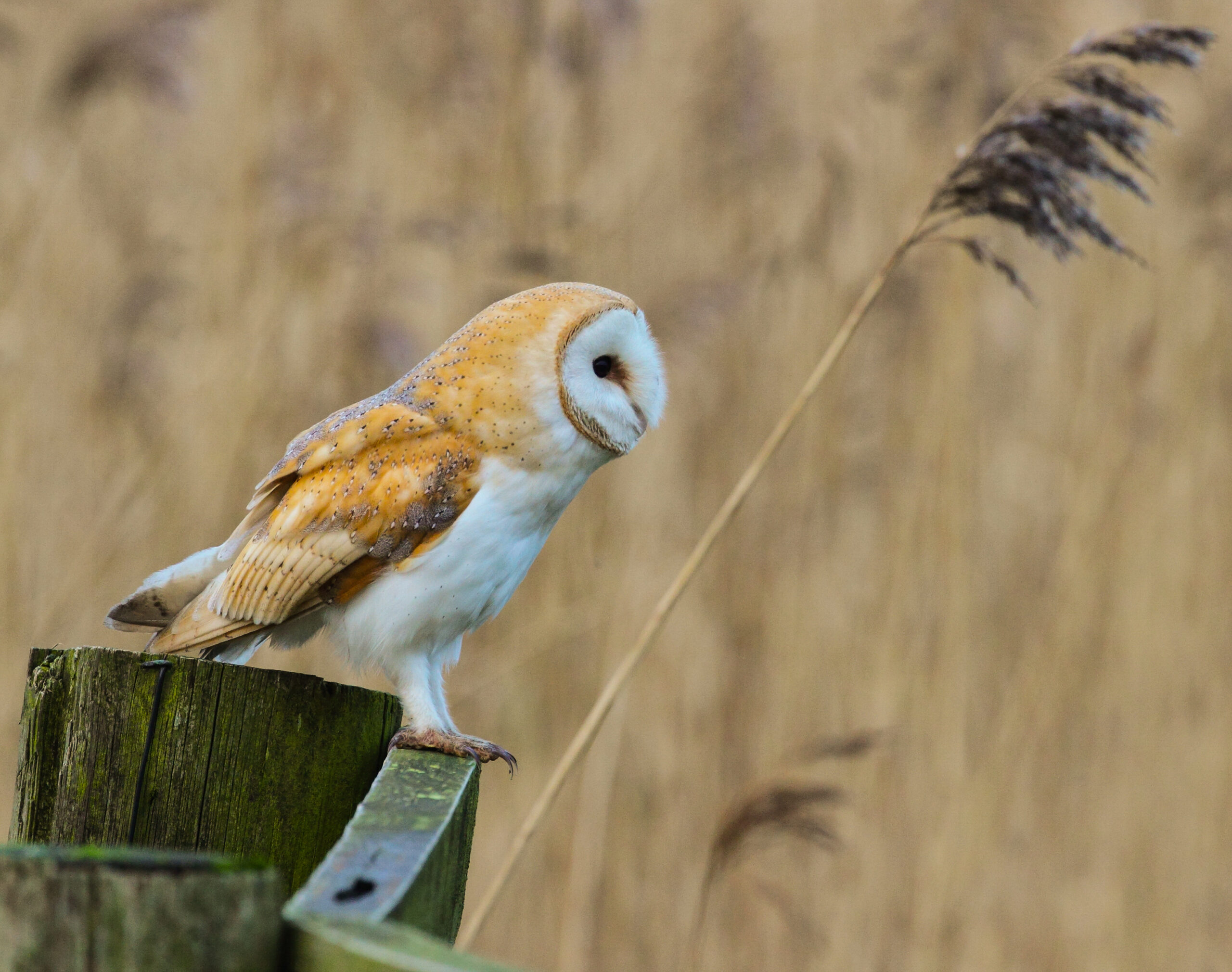 Barn Owl with heart-shaped white face and buff-colored back