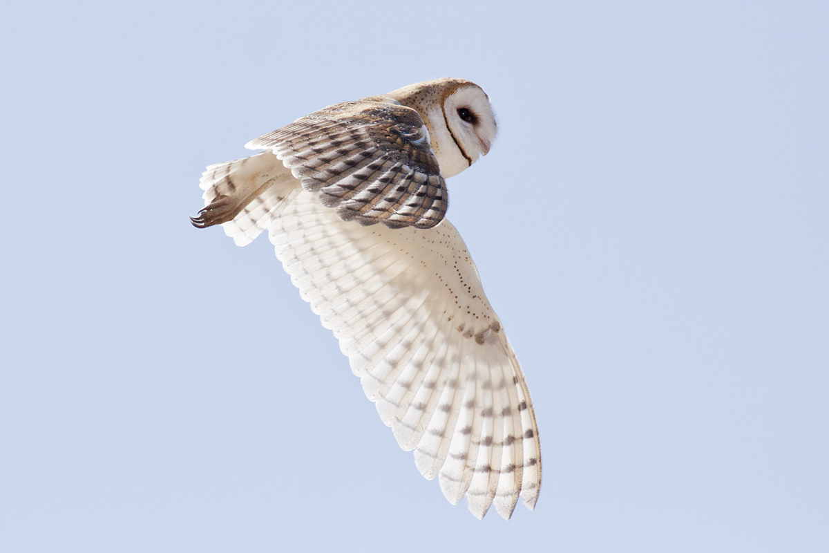 American Barn Owl in flight, seen from below, with pale heart-shaped face and white underwings