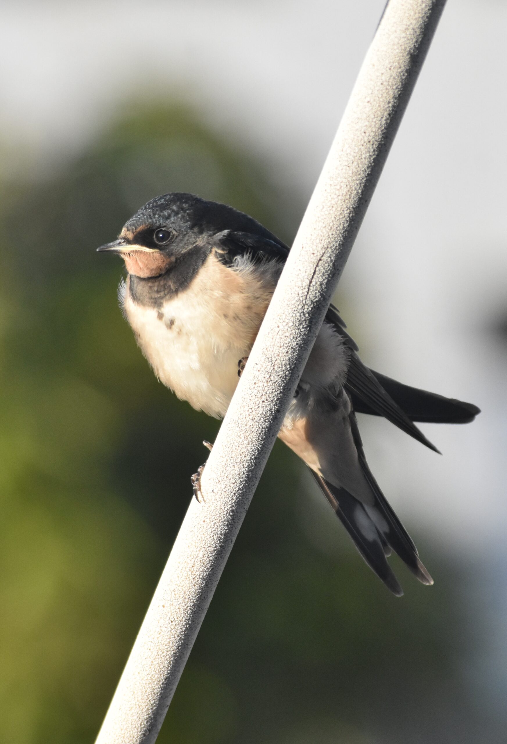 Barn Swallow with iridescent dark blue upperparts, a chestnut throat, and a deeply forked tail